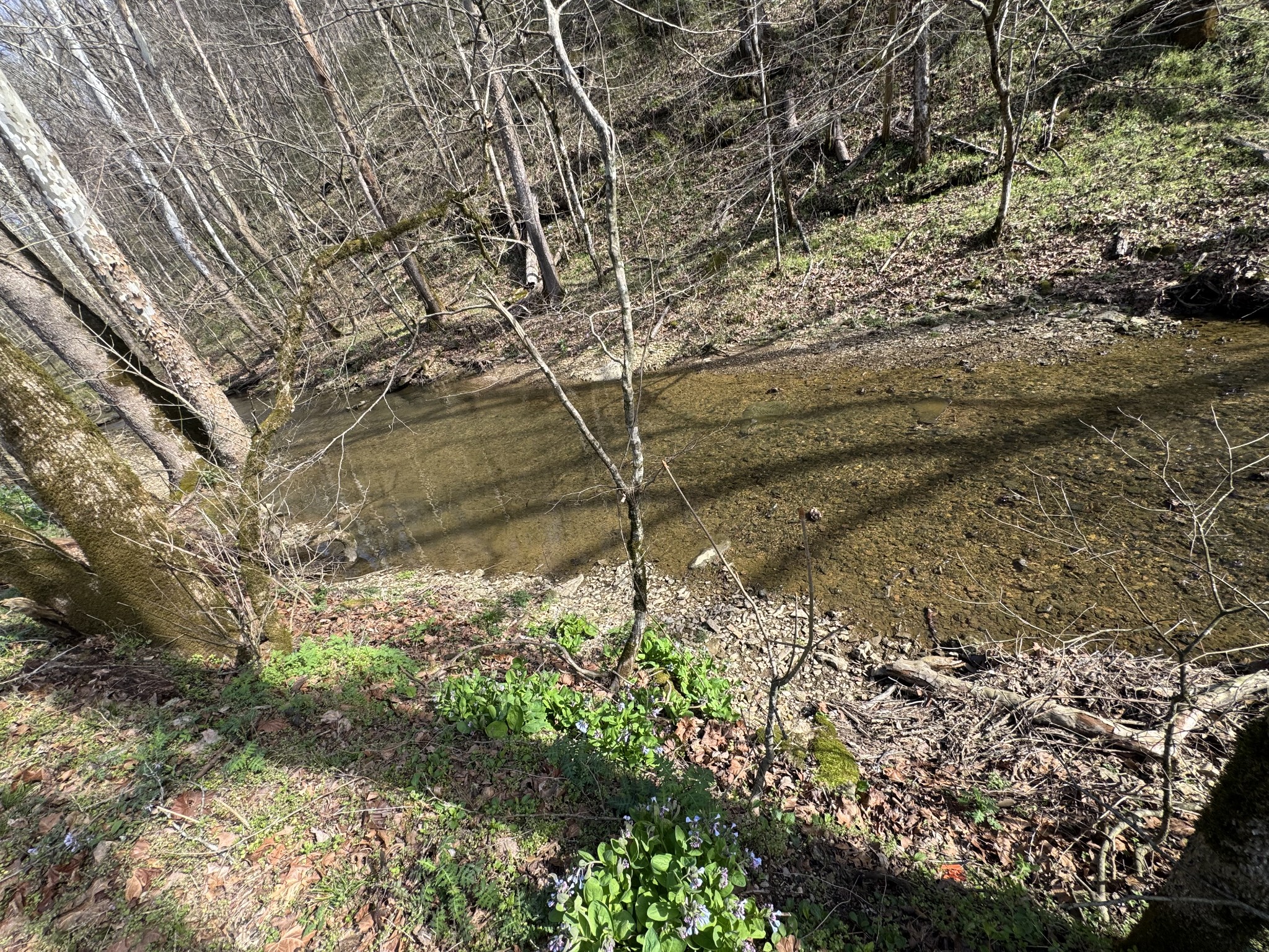 0 Pine Lick Road Whitleyville TN 38588