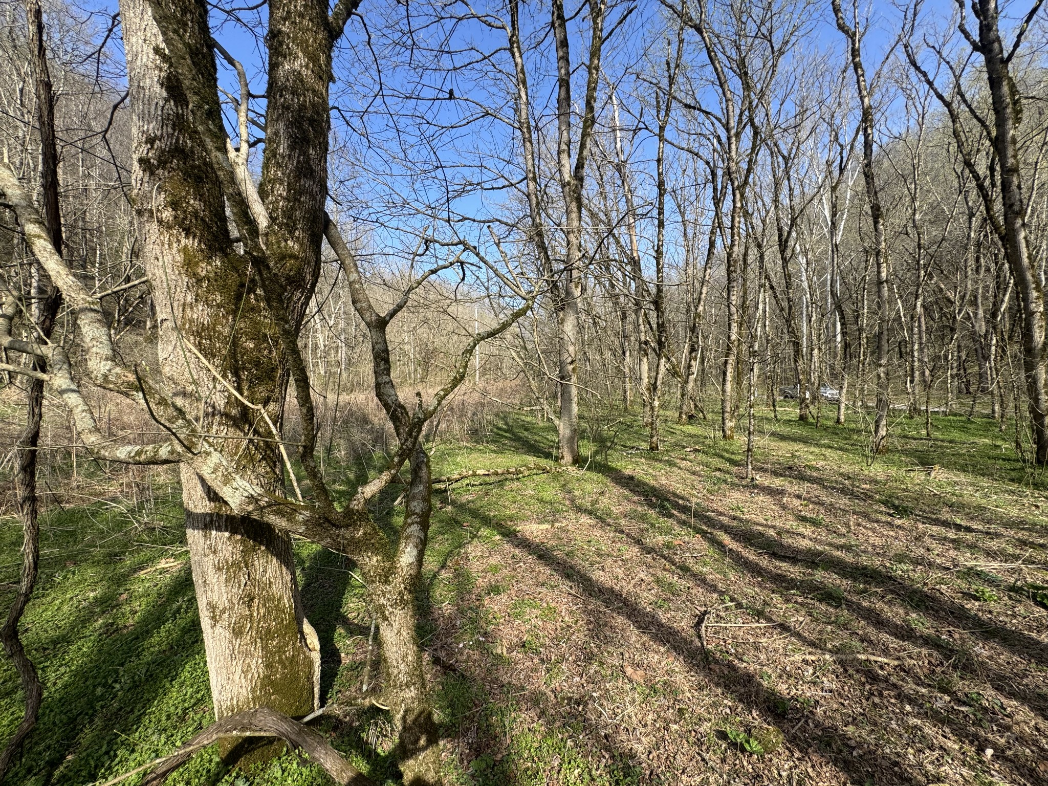 0 Pine Lick Road Whitleyville TN 38588