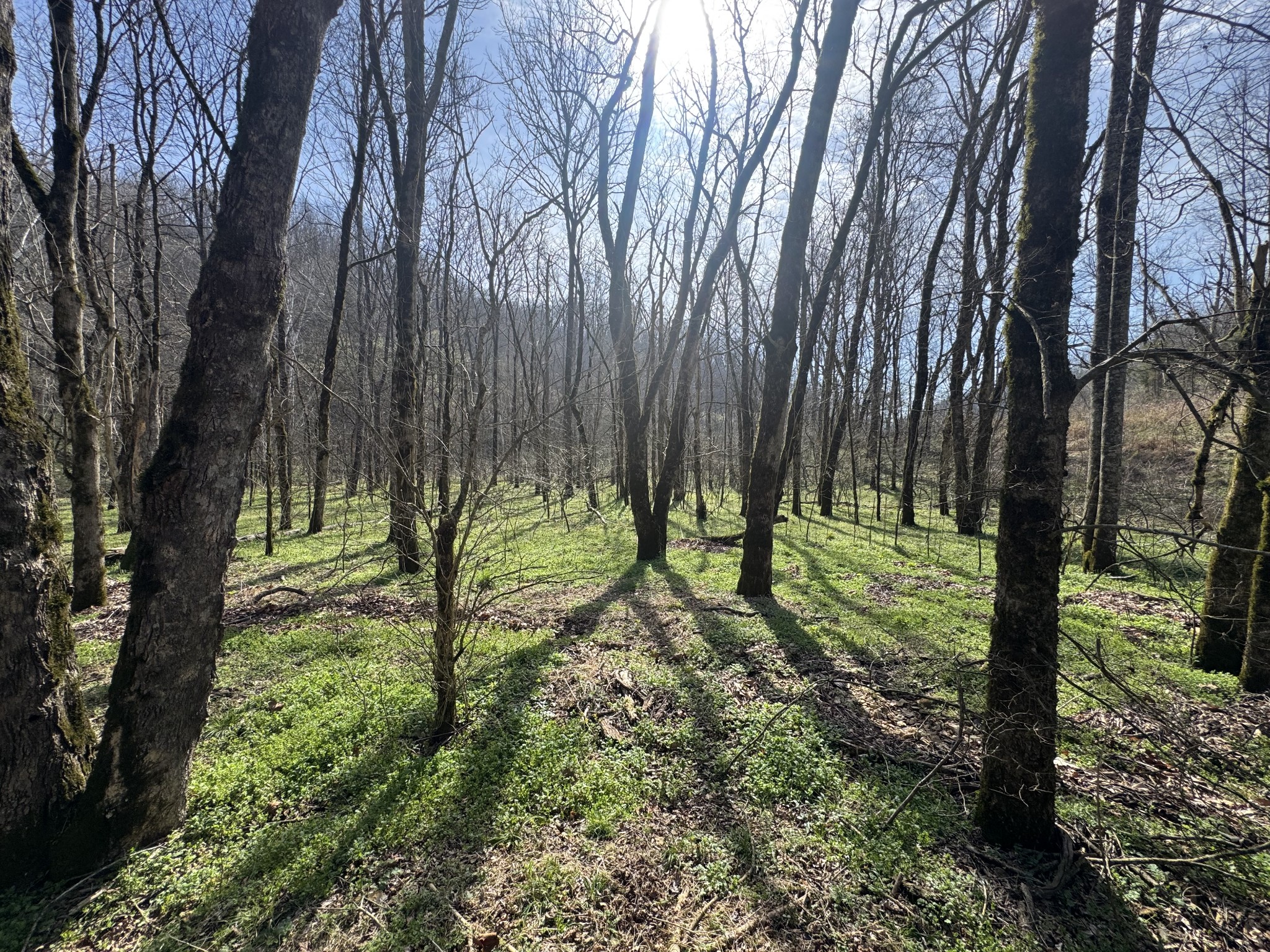 0 Pine Lick Road Whitleyville TN 38588