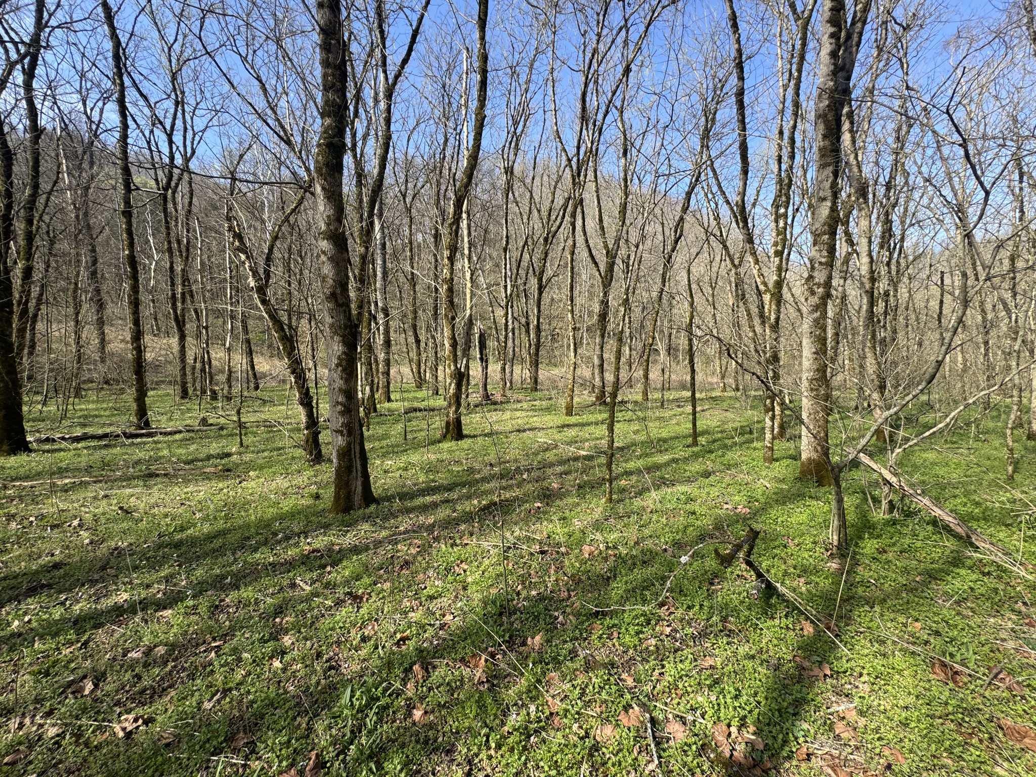 0 Pine Lick Road Whitleyville TN 38588