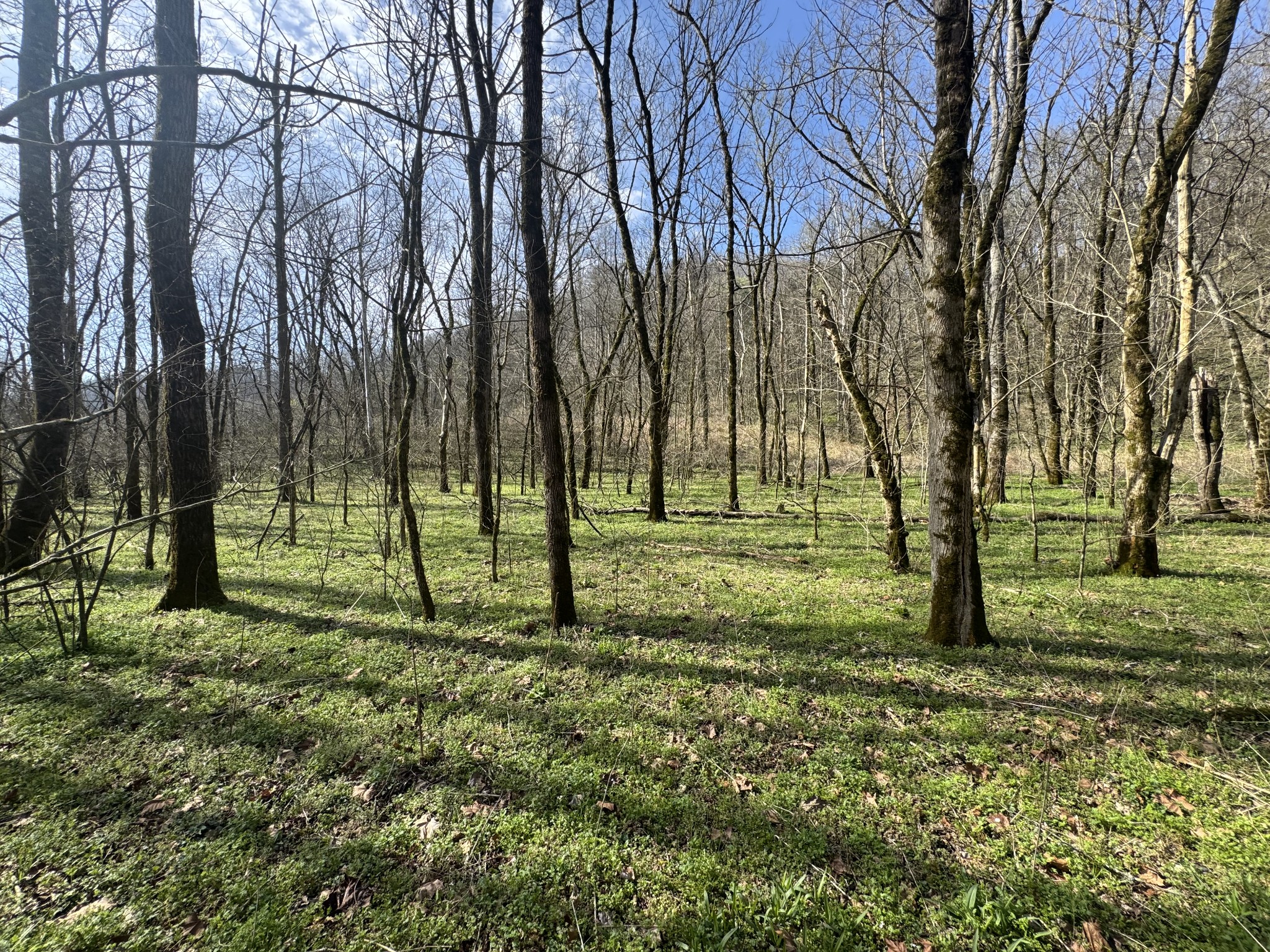 0 Pine Lick Road Whitleyville TN 38588