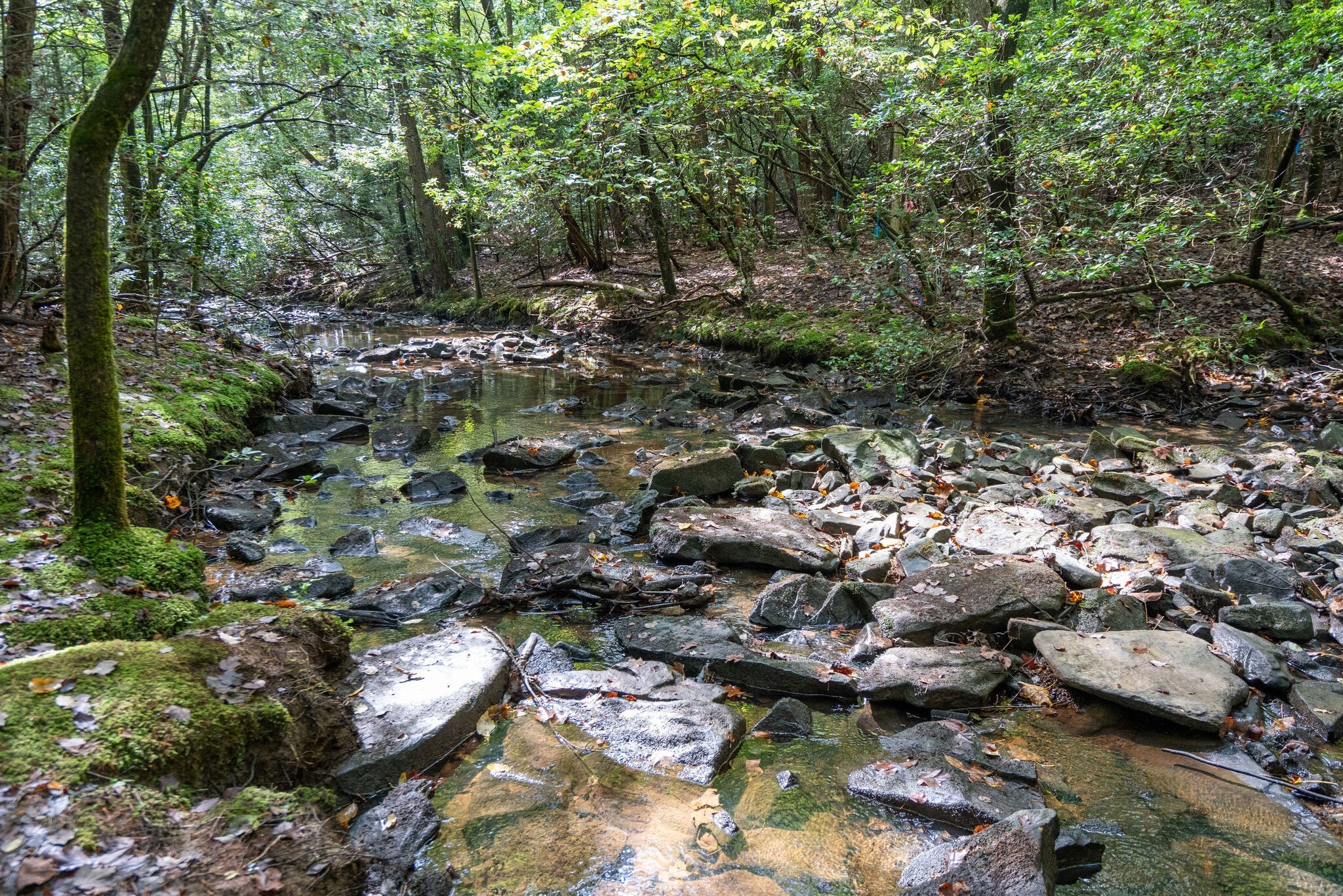 238 Mountain Laurel Monteagle TN 37356