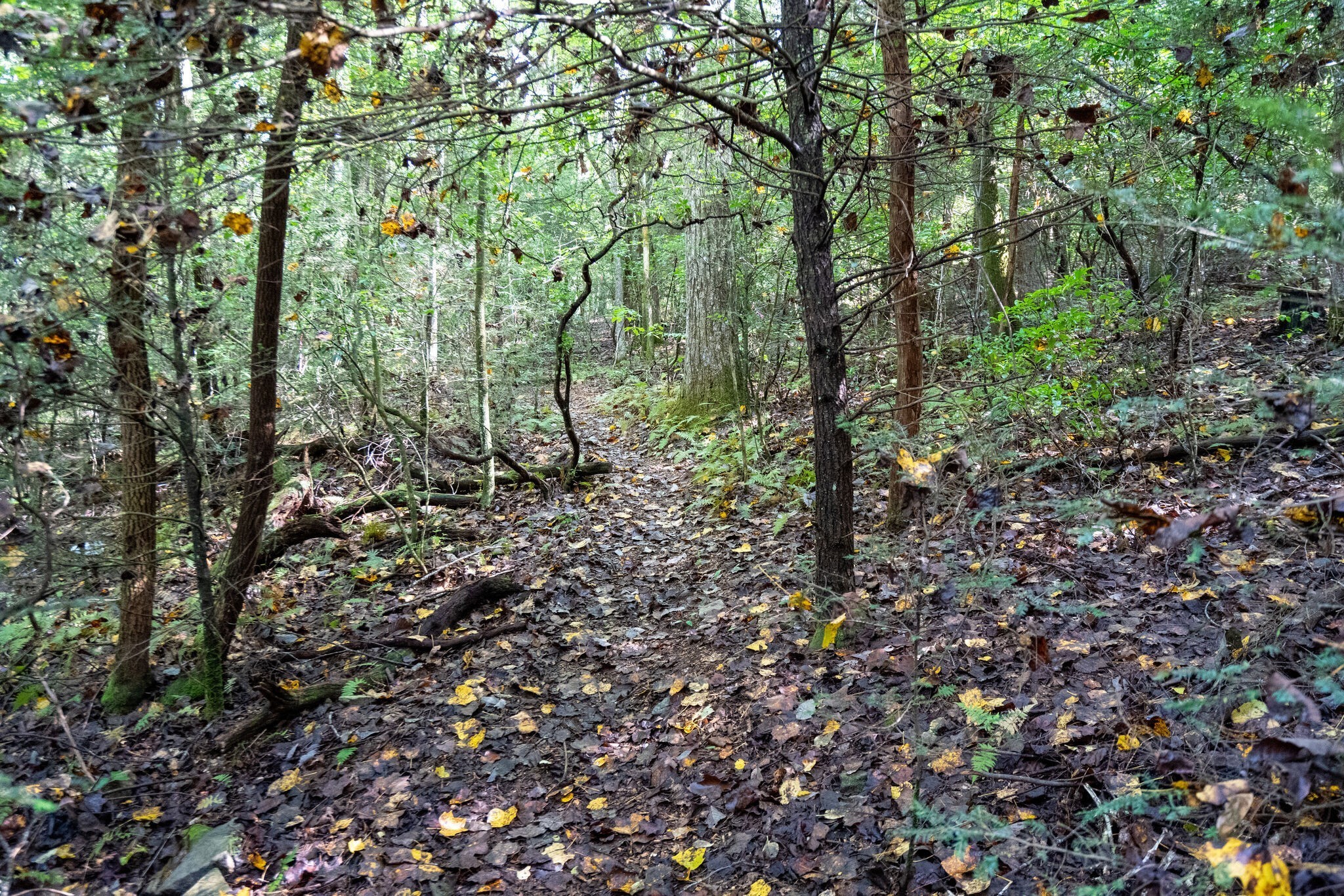 238 Mountain Laurel Monteagle TN 37356