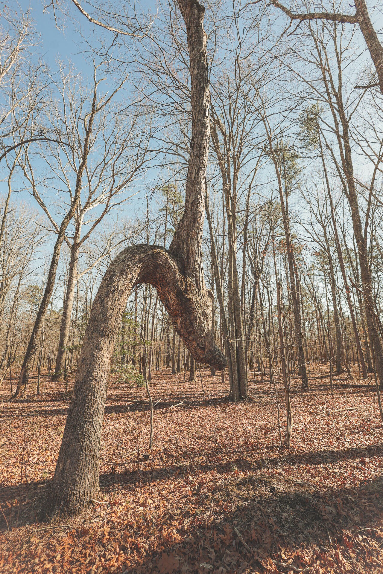 12733 Jones Gap Road Soddy Daisy TN 37379