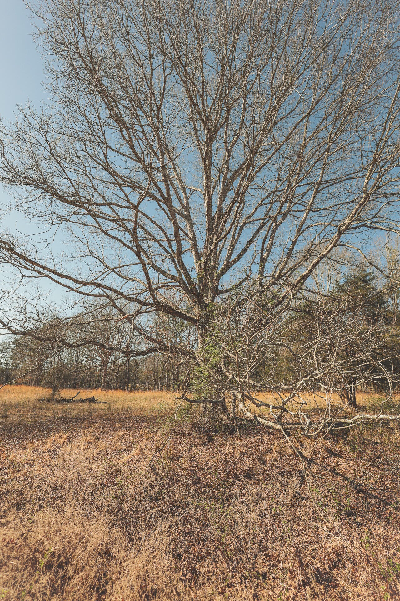 12733 Jones Gap Road Soddy Daisy TN 37379