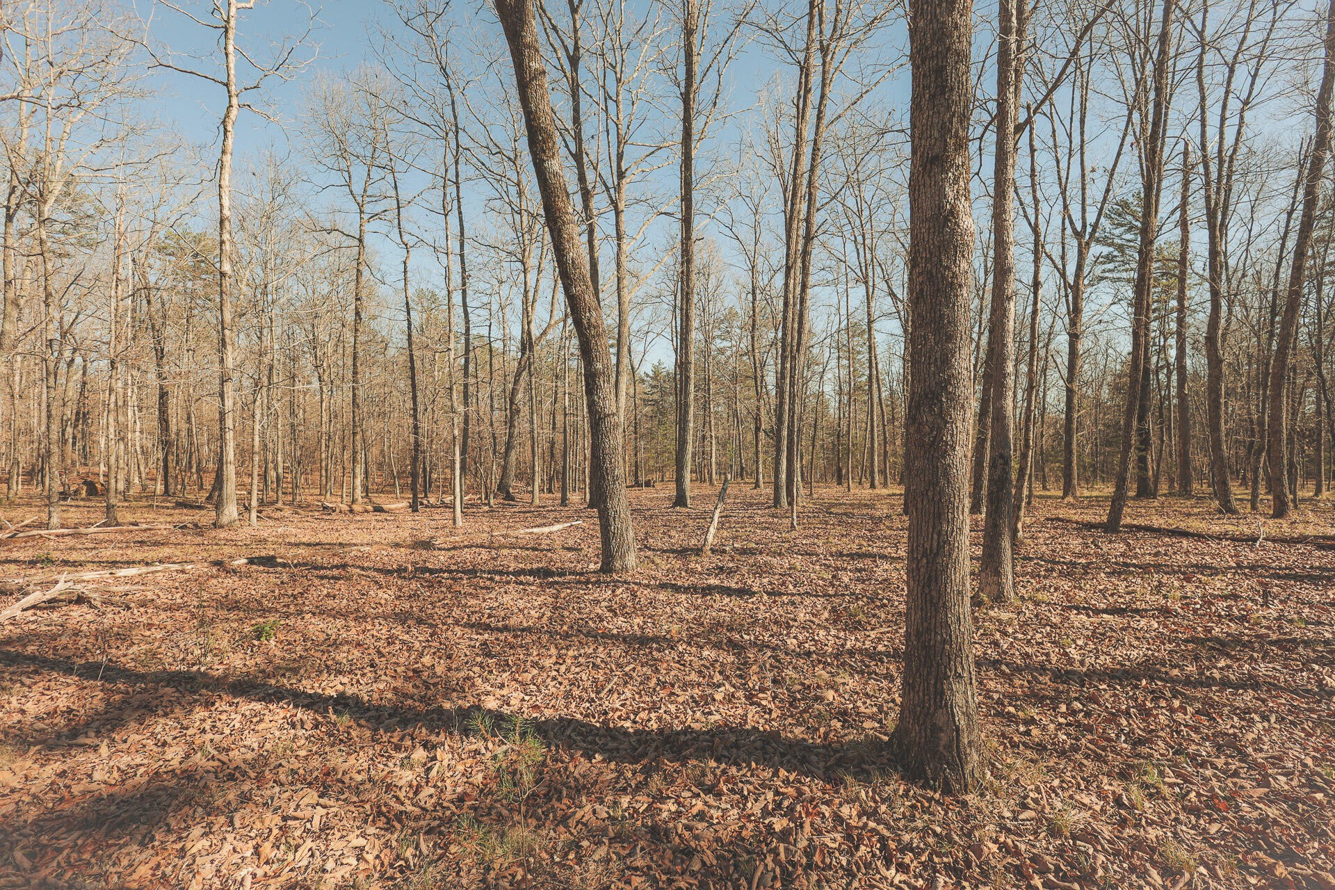 12733 Jones Gap Road Soddy Daisy TN 37379