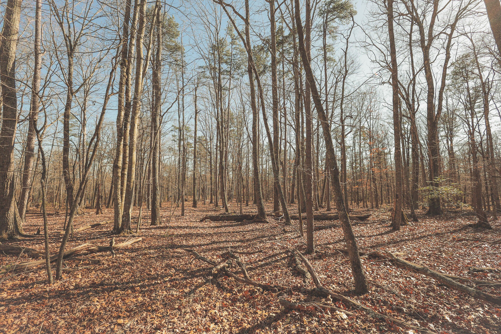 12733 Jones Gap Road Soddy Daisy TN 37379