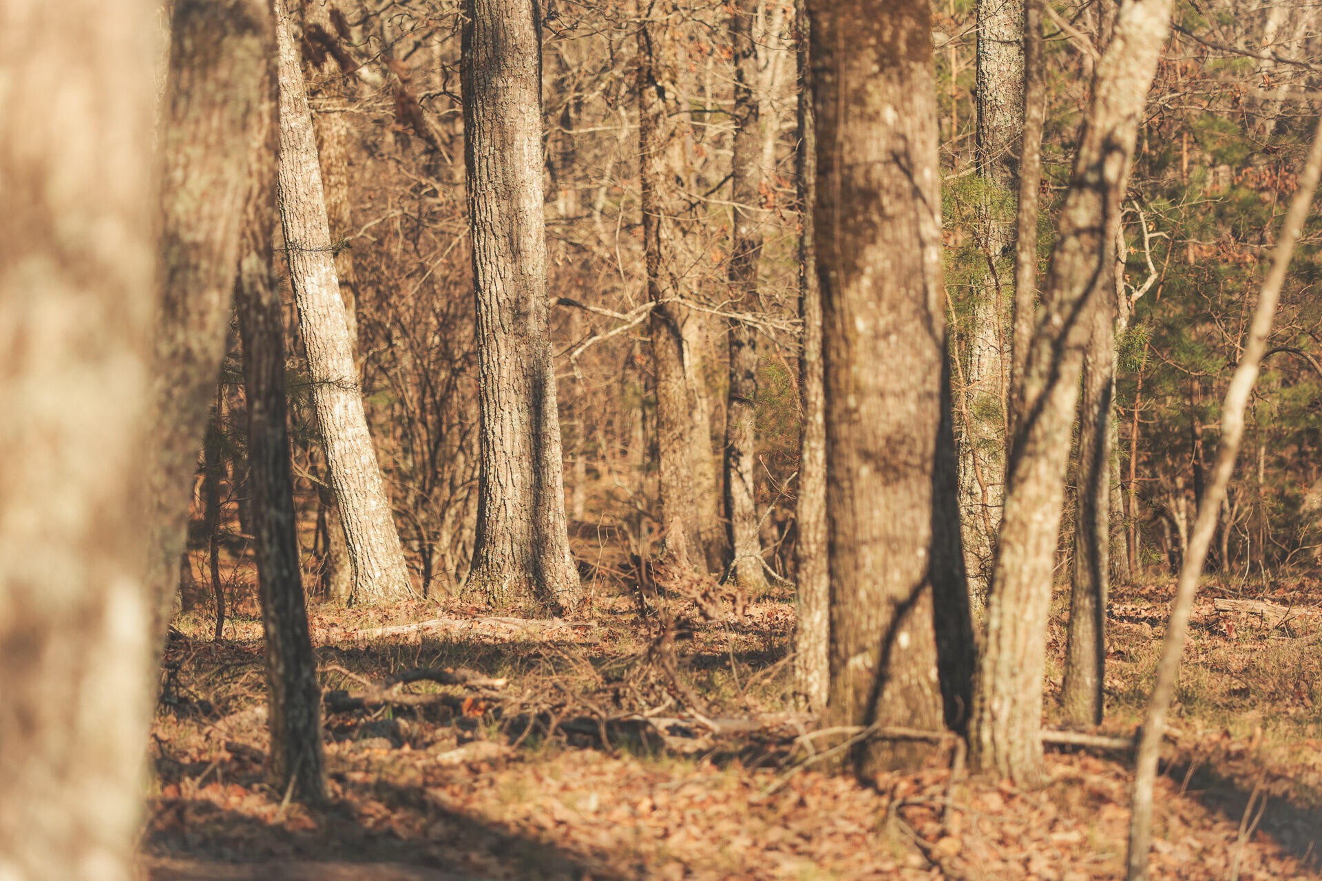 12733 Jones Gap Road Soddy Daisy TN 37379