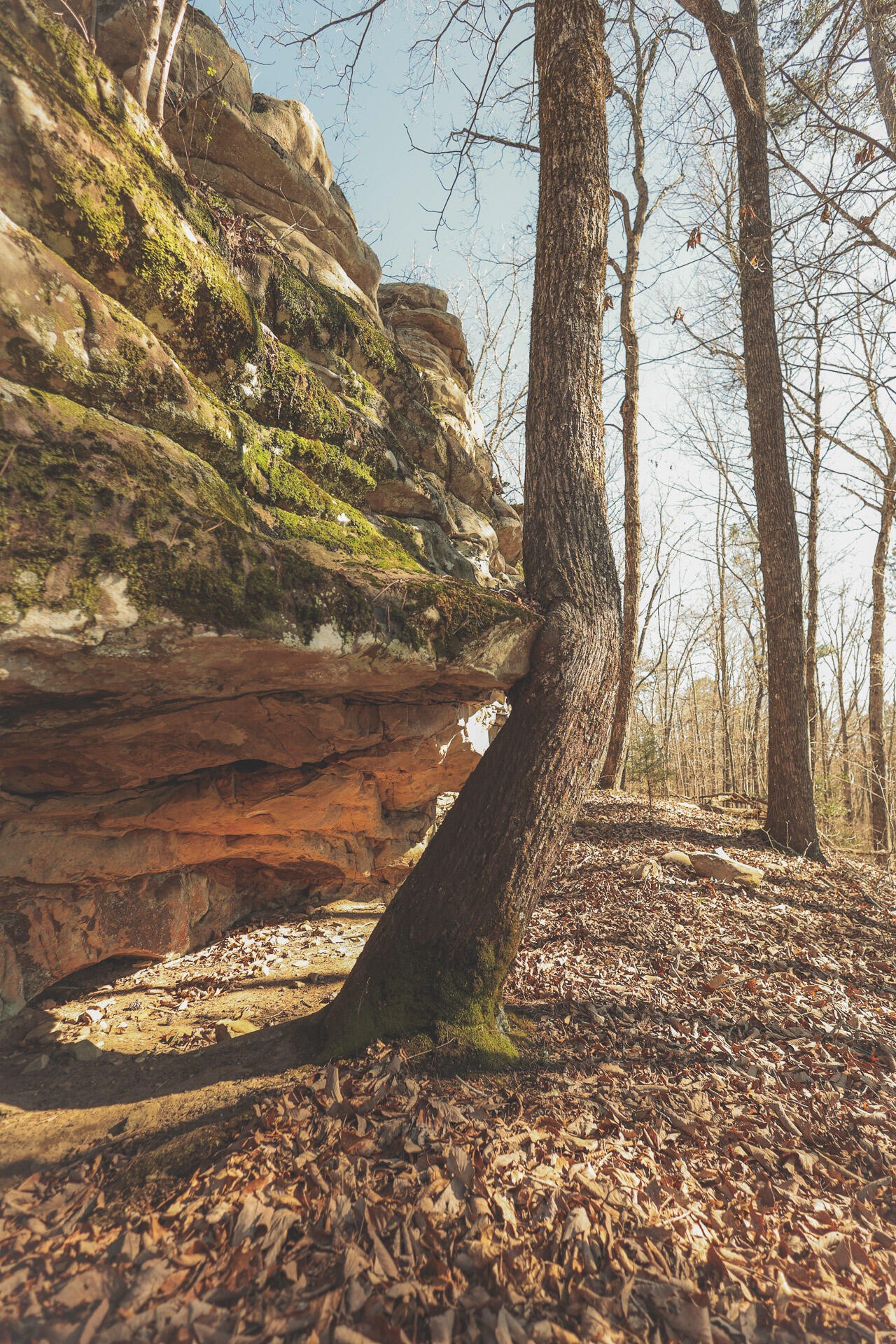 12733 Jones Gap Road Soddy Daisy TN 37379