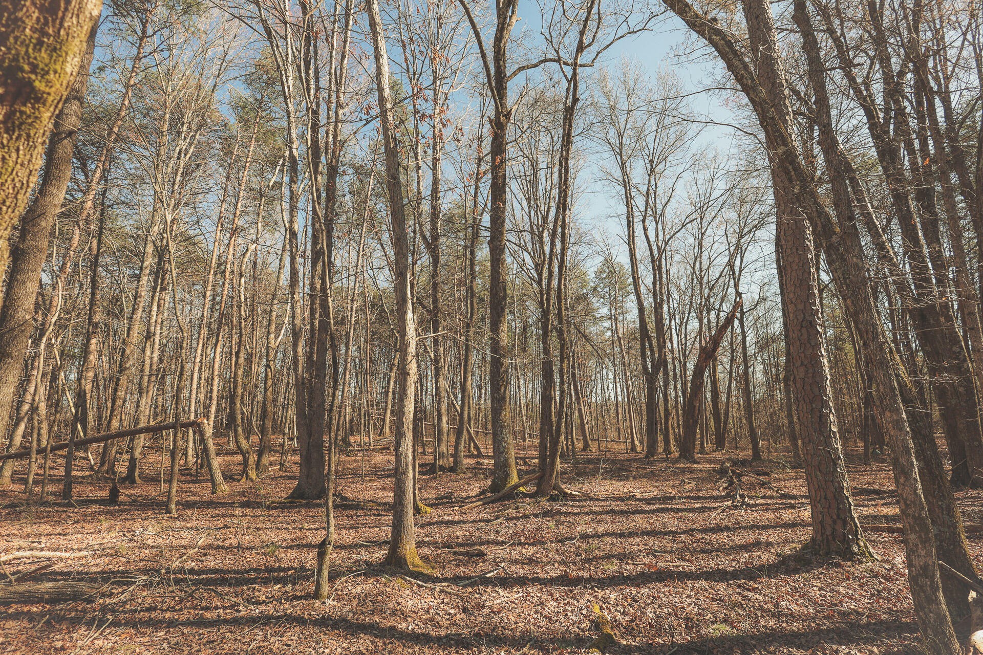 12733 Jones Gap Road Soddy Daisy TN 37379