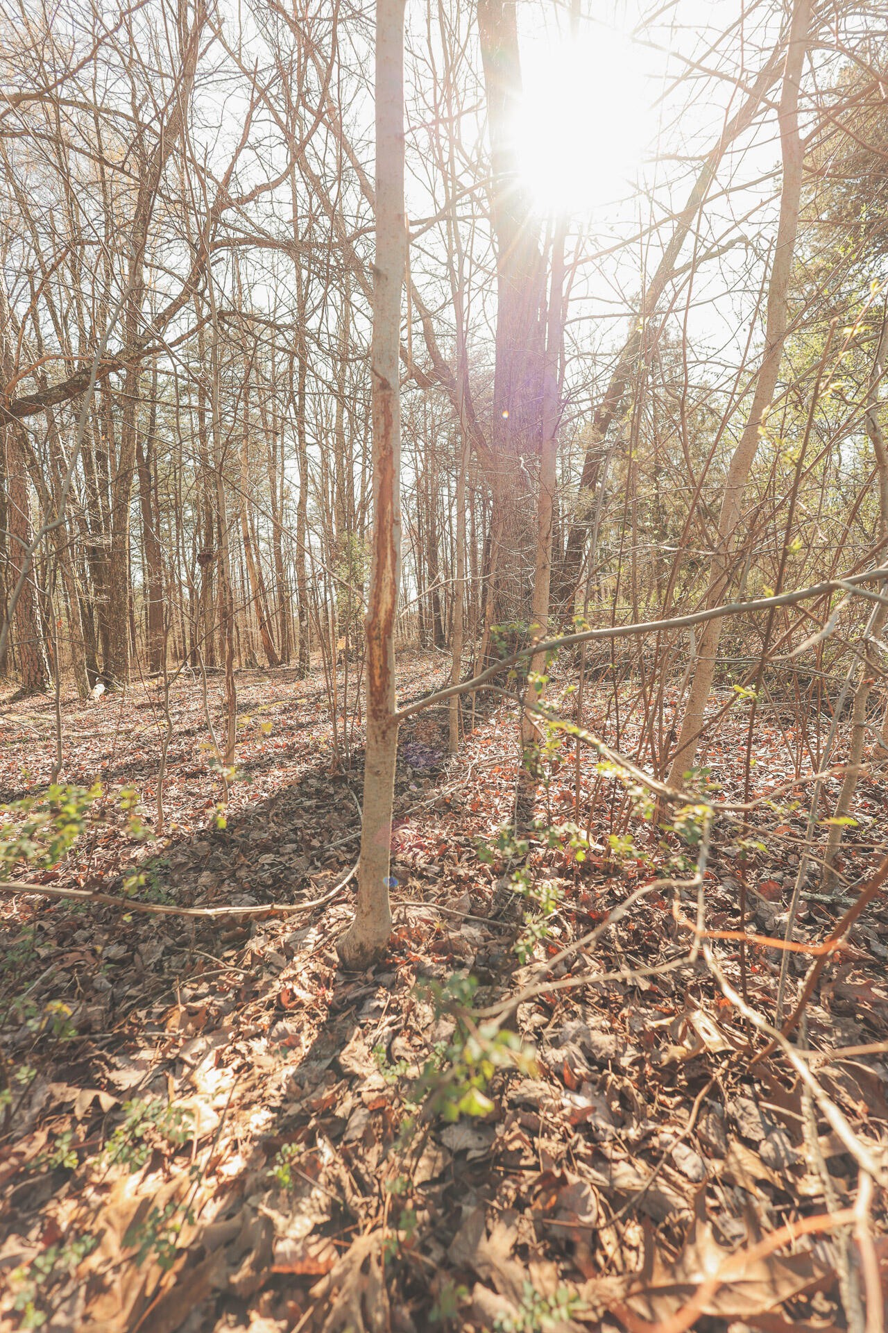 12733 Jones Gap Road Soddy Daisy TN 37379