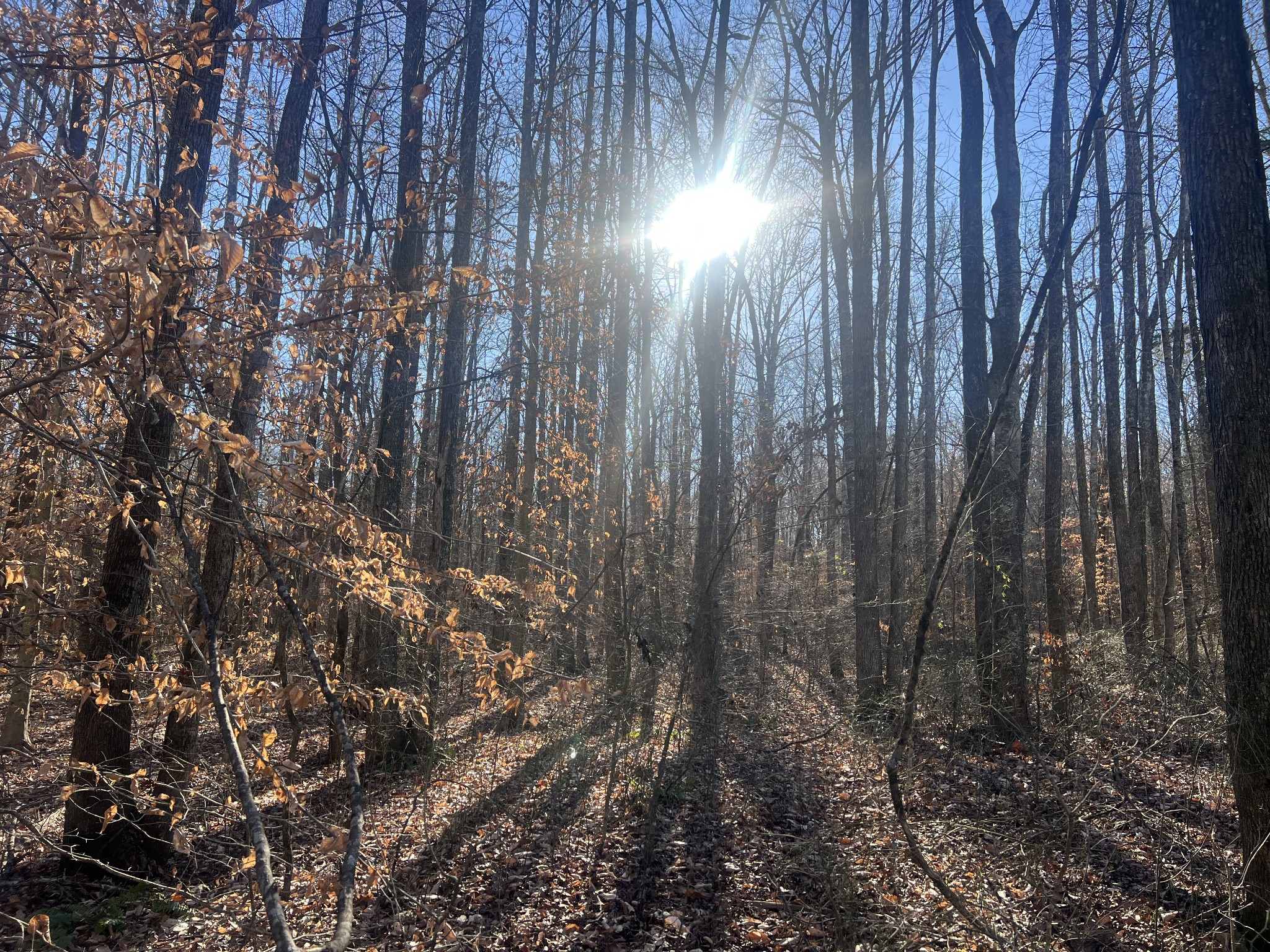 0 Excalibur Trail Cedar Grove TN 38321