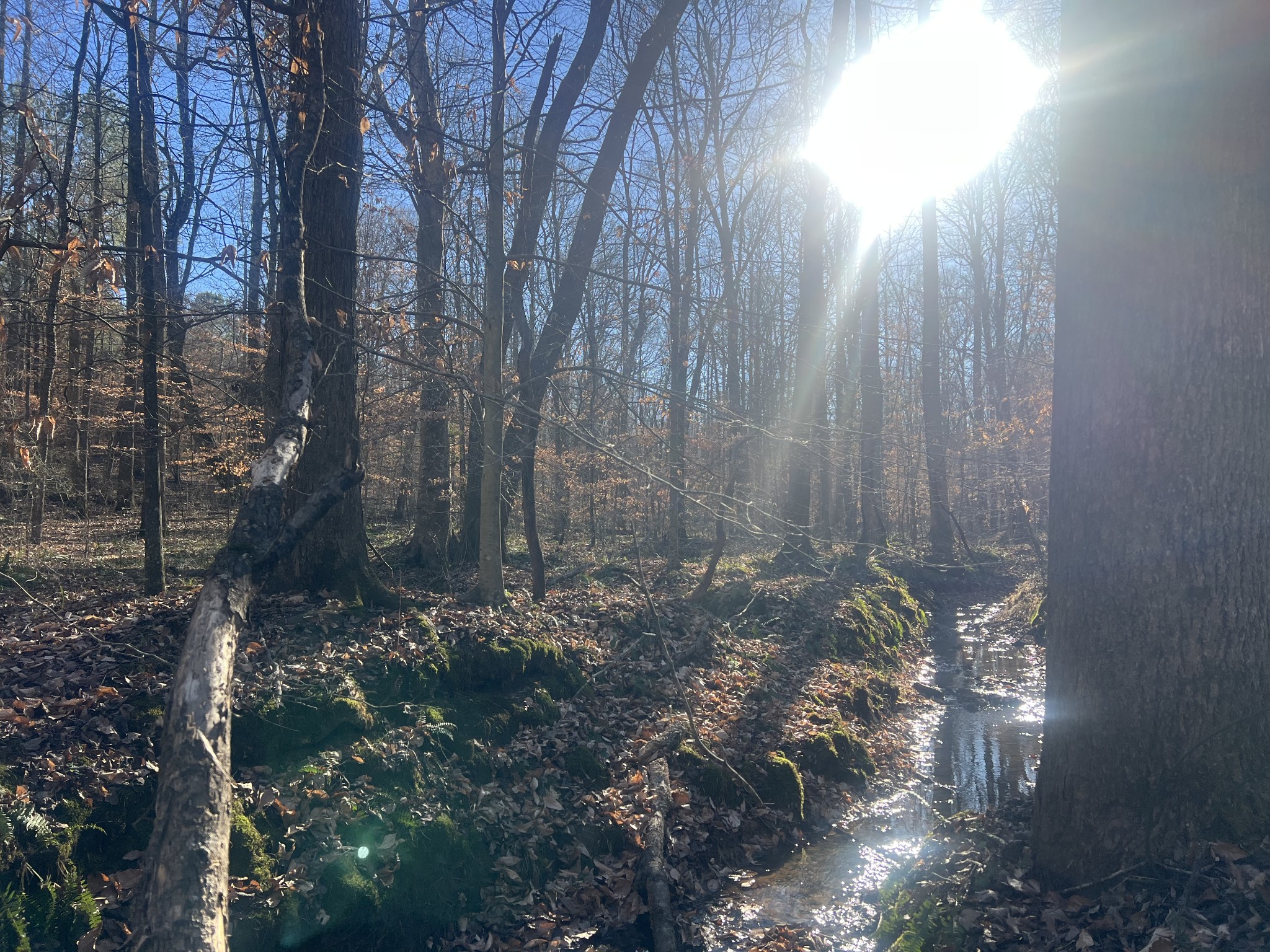 0 Excalibur Trail Cedar Grove TN 38321