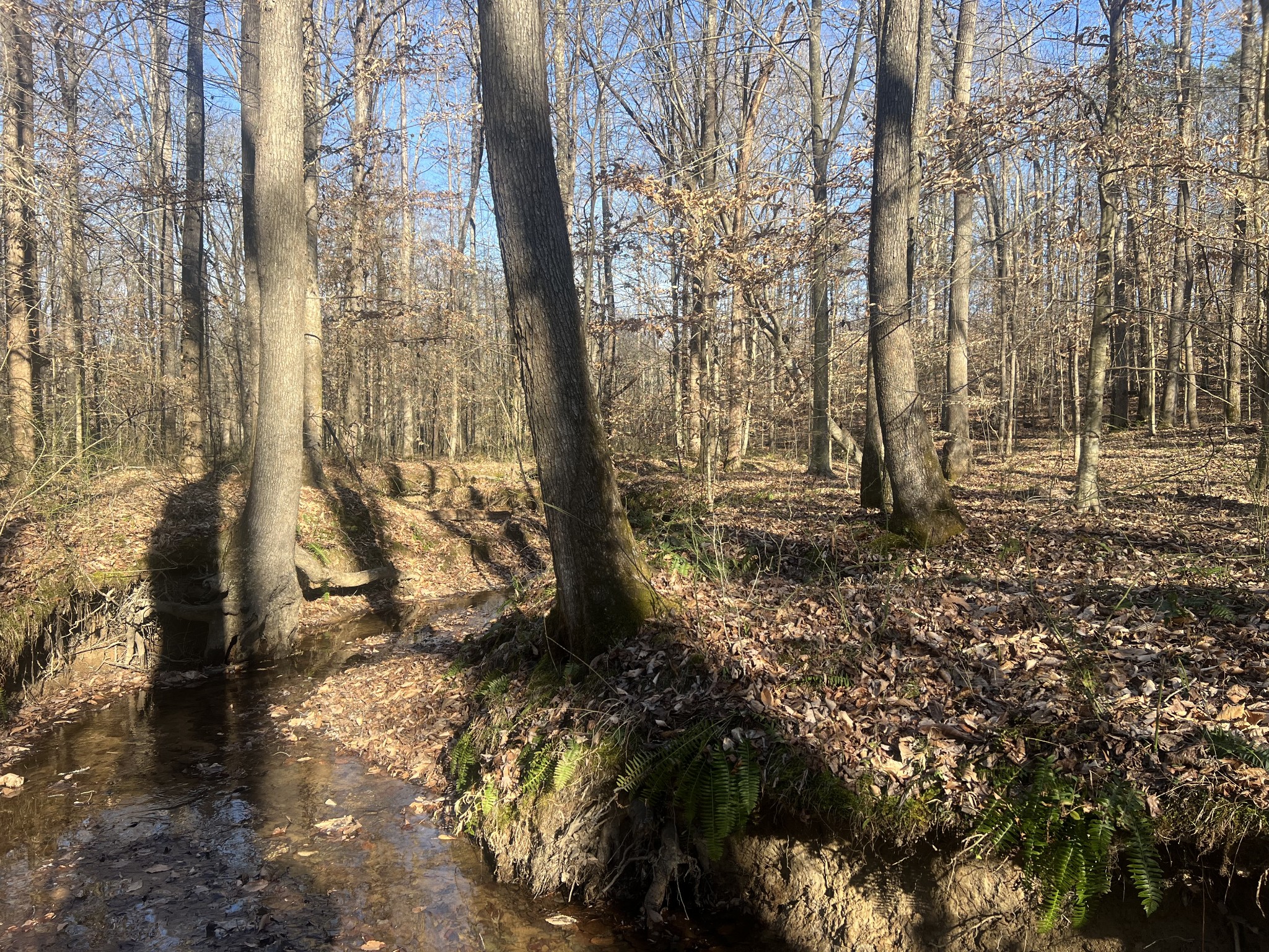 0 Excalibur Trail Cedar Grove TN 38321