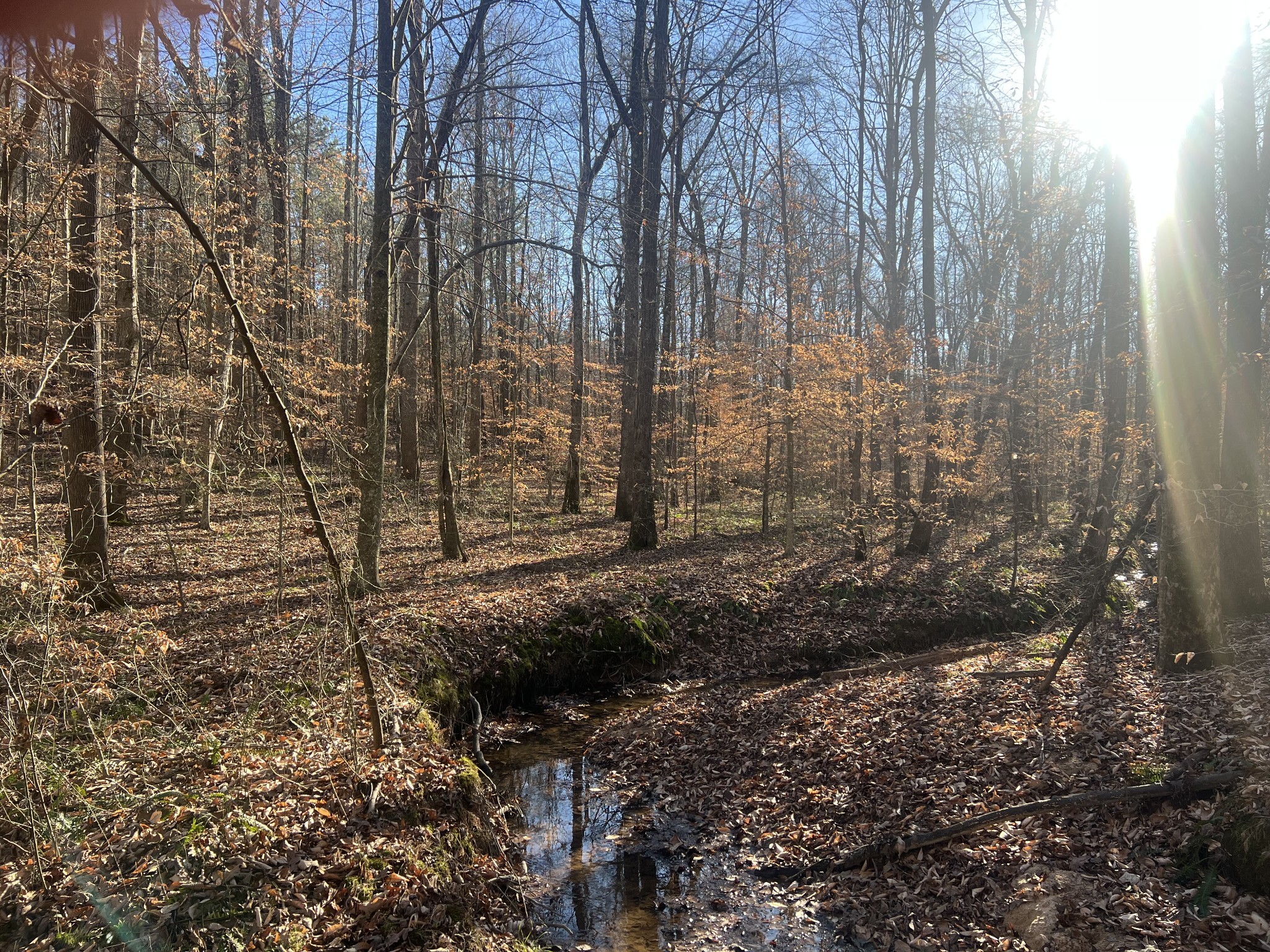 0 Excalibur Trail Cedar Grove TN 38321
