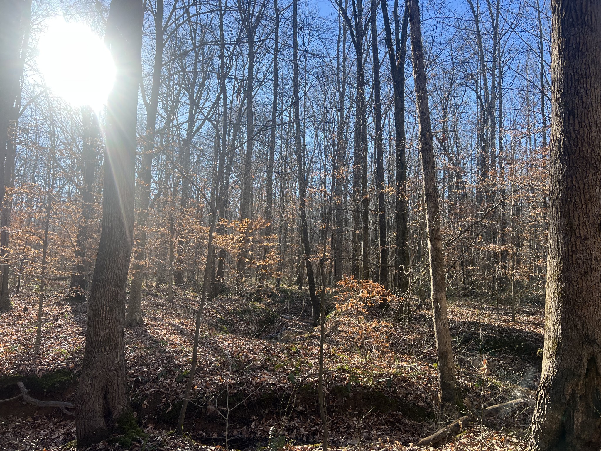 0 Excalibur Trail Cedar Grove TN 38321