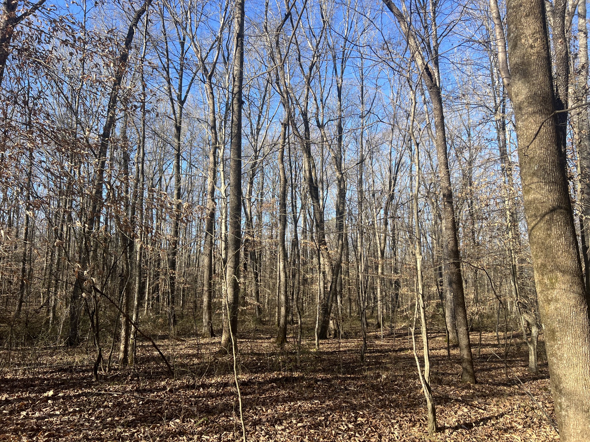 0 Excalibur Trail Cedar Grove TN 38321