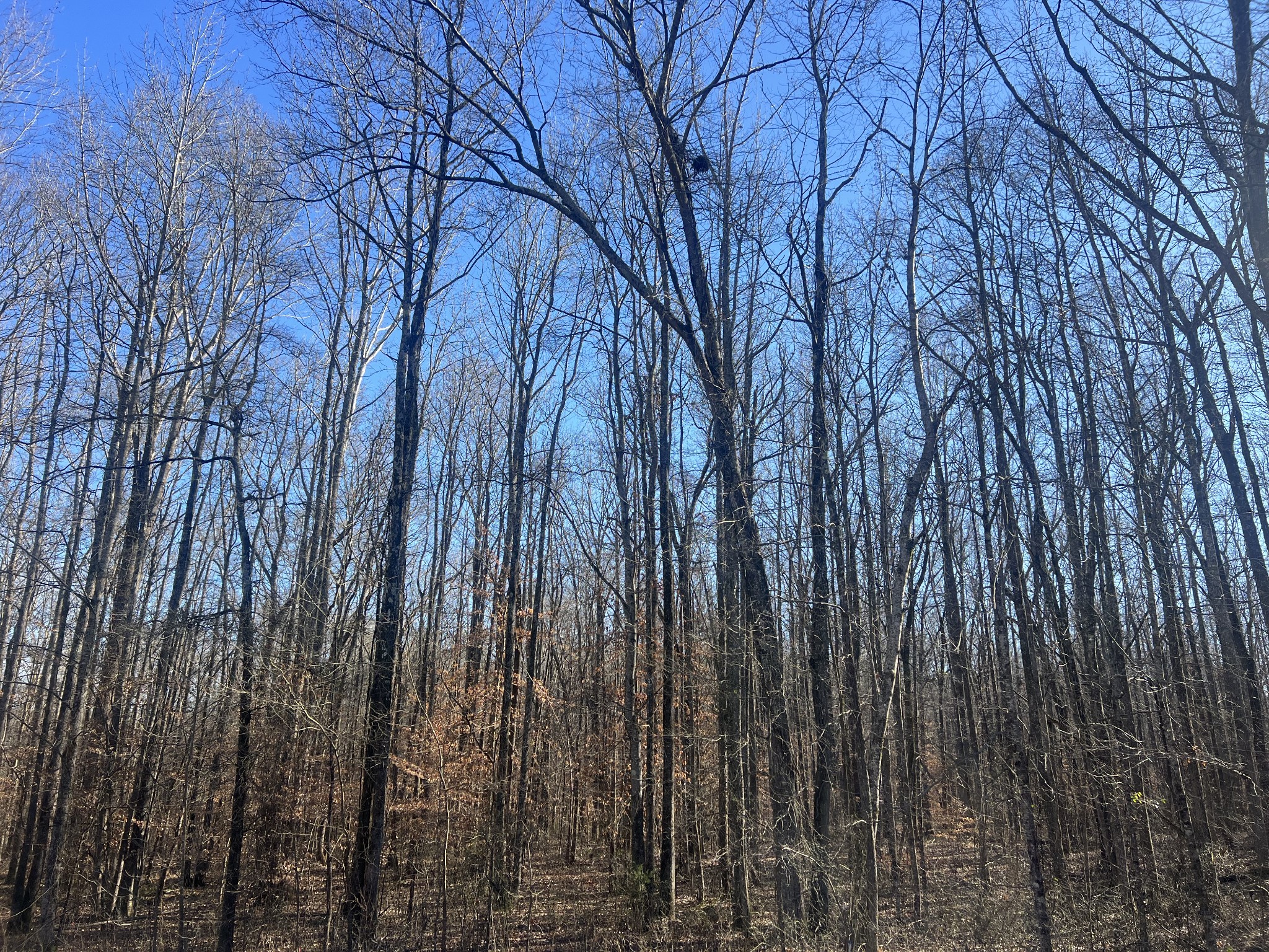 0 Excalibur Trail Cedar Grove TN 38321