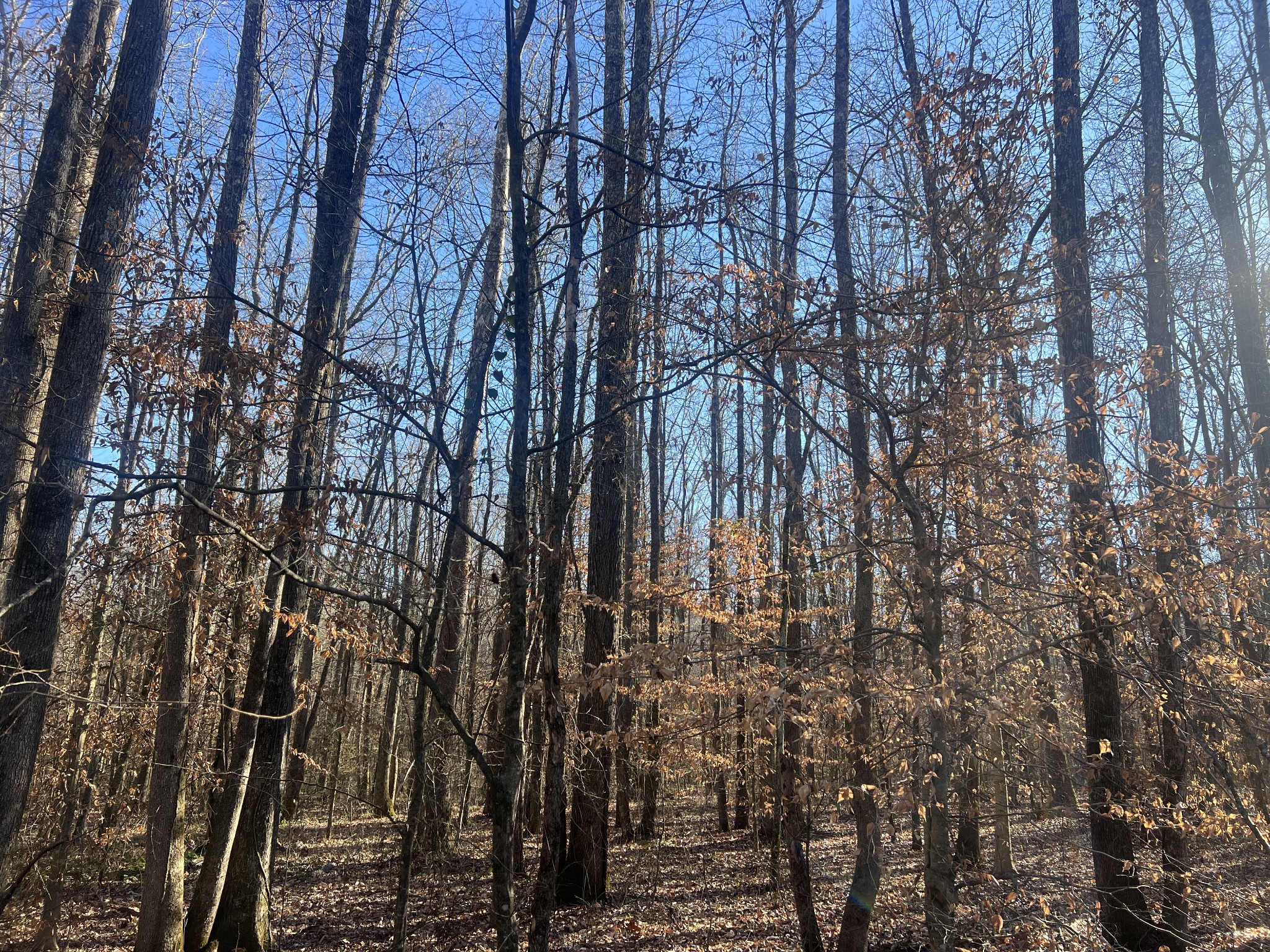 0 Excalibur Trail Cedar Grove TN 38321
