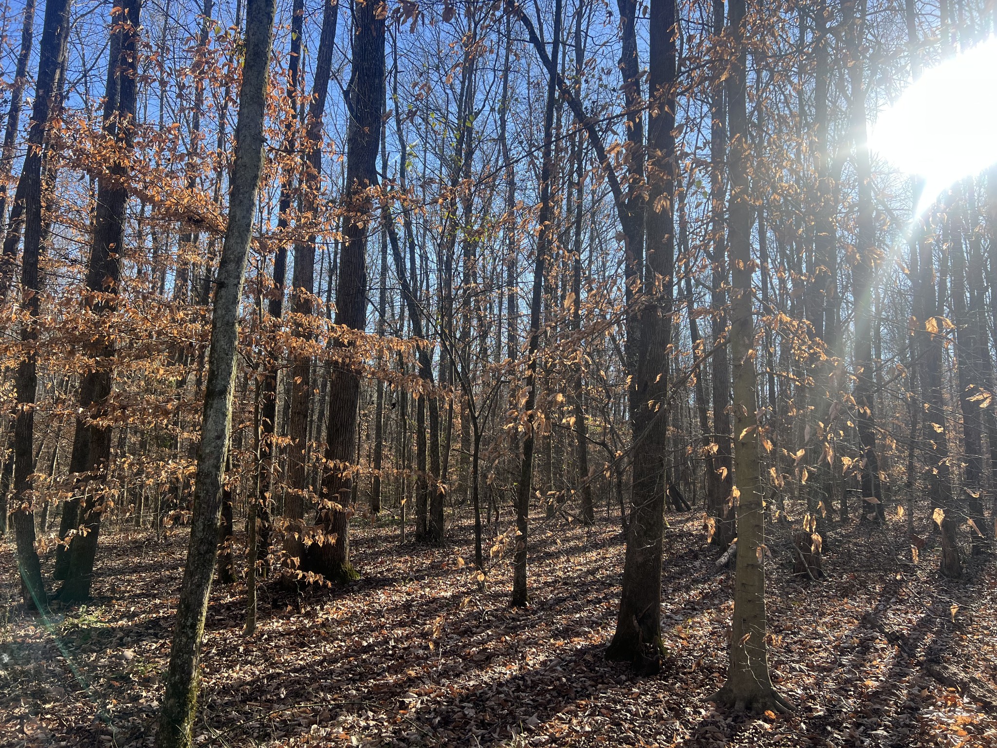 0 Excalibur Trail Cedar Grove TN 38321