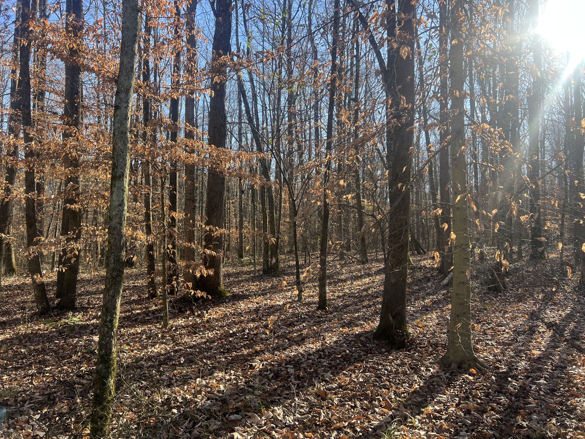 0 Excalibur Trail Cedar Grove TN 38321
