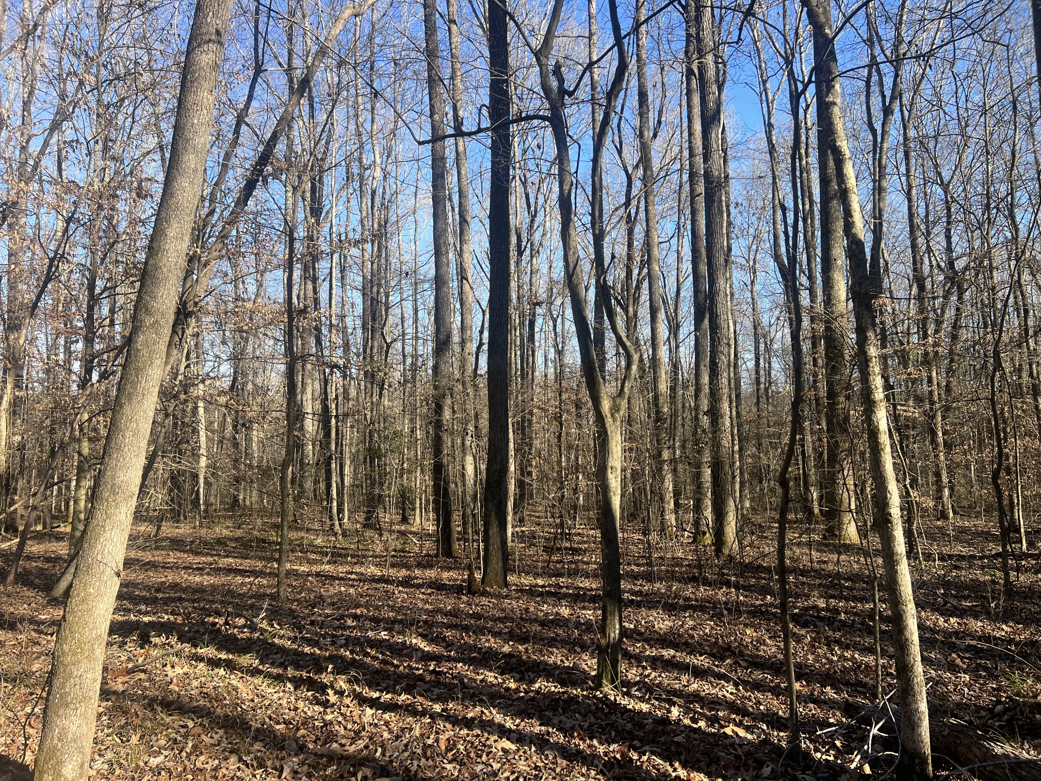 0 Excalibur Trail Cedar Grove TN 38321