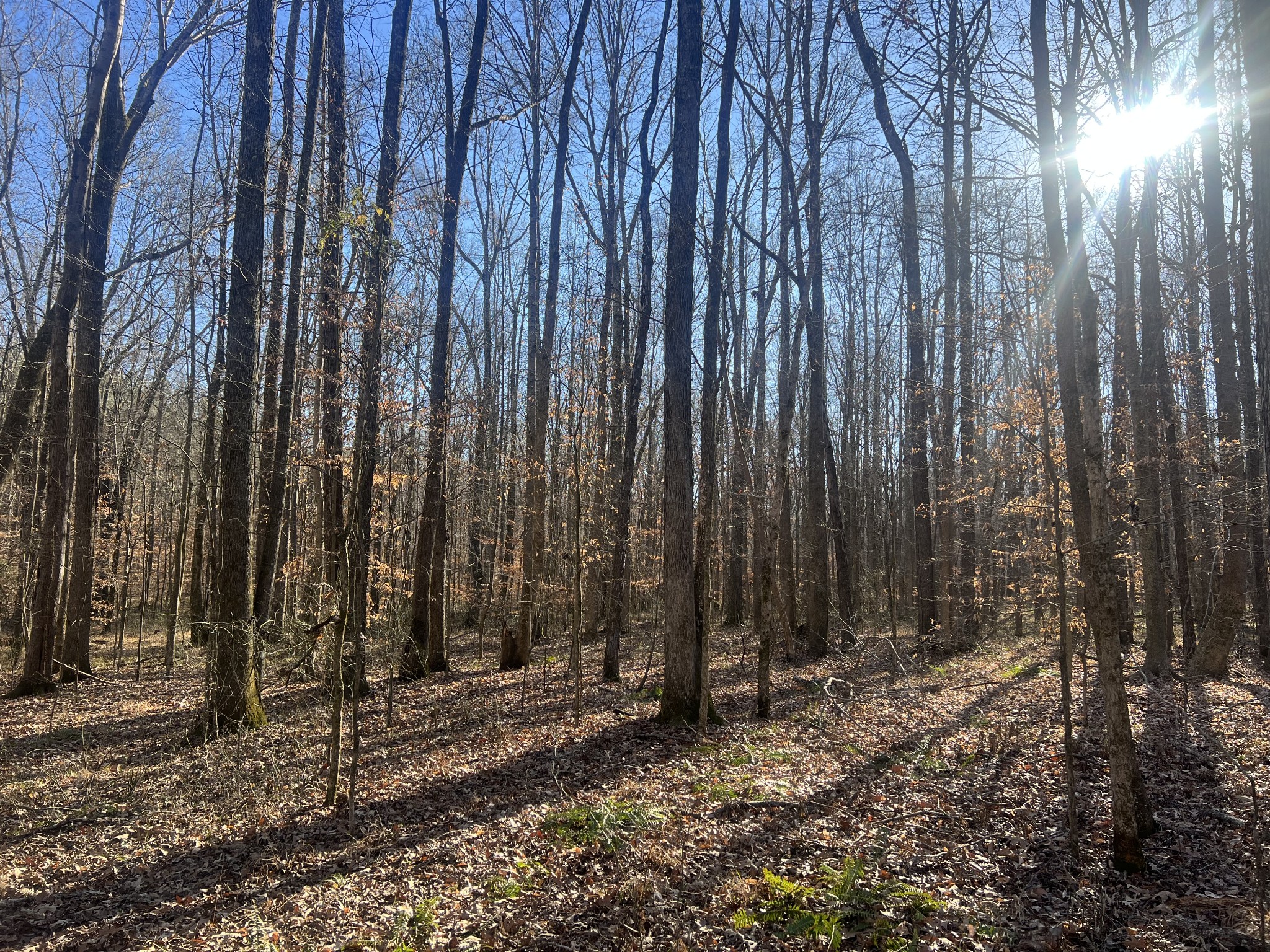 0 Excalibur Trail Cedar Grove TN 38321