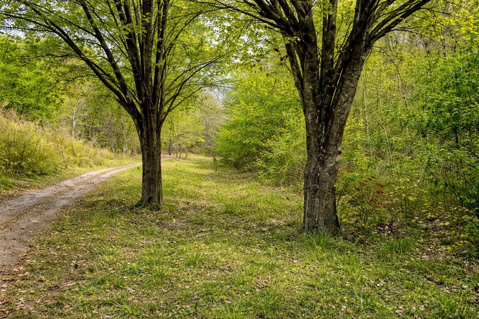 1135 Mink Branch Road Waynesboro TN 38485