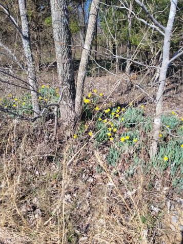 0 Cowhorne Hollow Road Prospect TN 38477