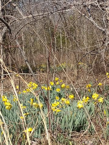 0 Cowhorne Hollow Road Prospect TN 38477