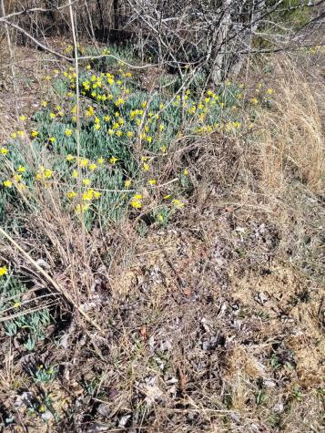 0 Cowhorne Hollow Road Prospect TN 38477
