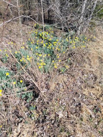 0 Cowhorne Hollow Road Prospect TN 38477