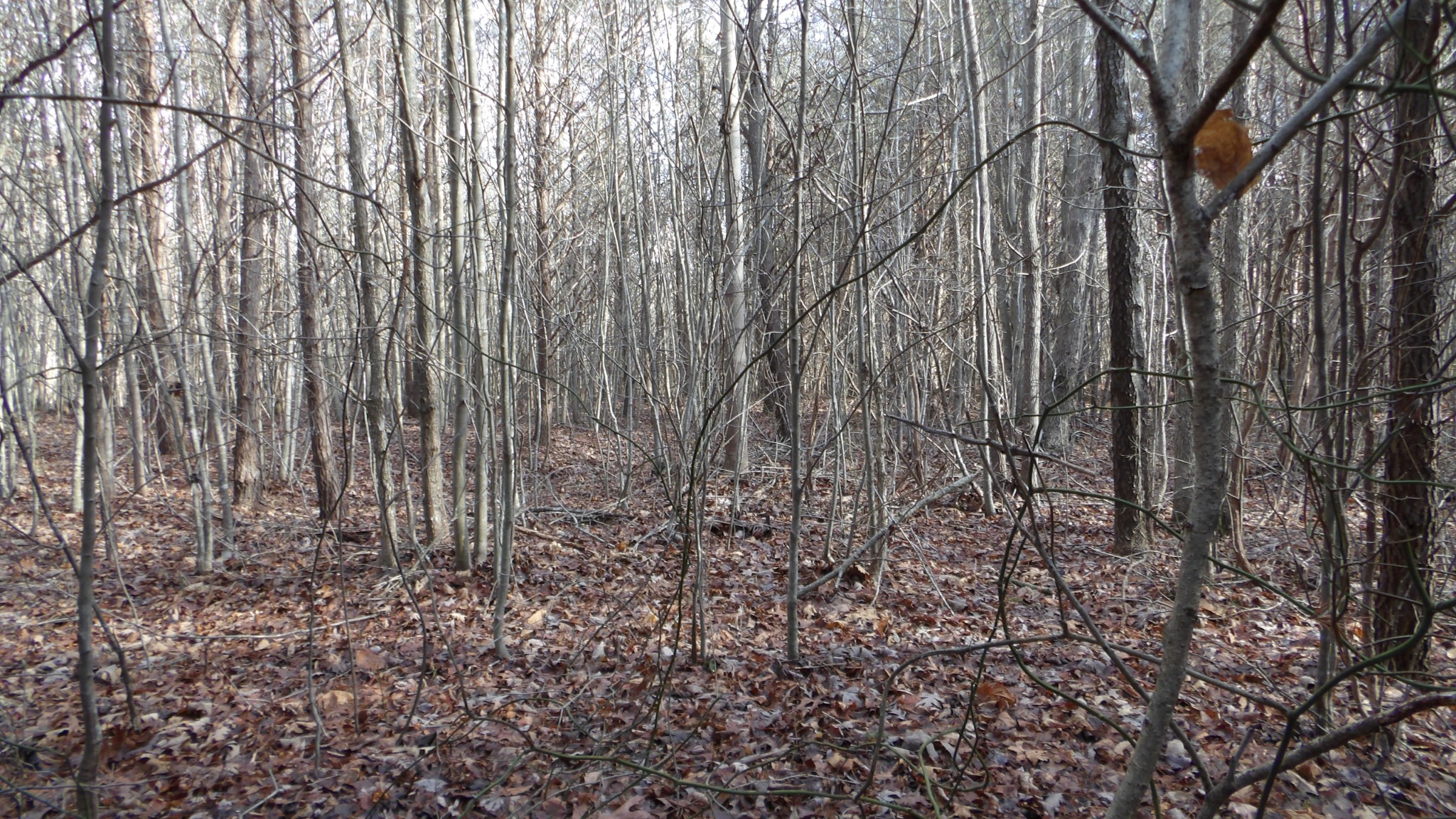 0 Meadow Lane Spencer TN 38585