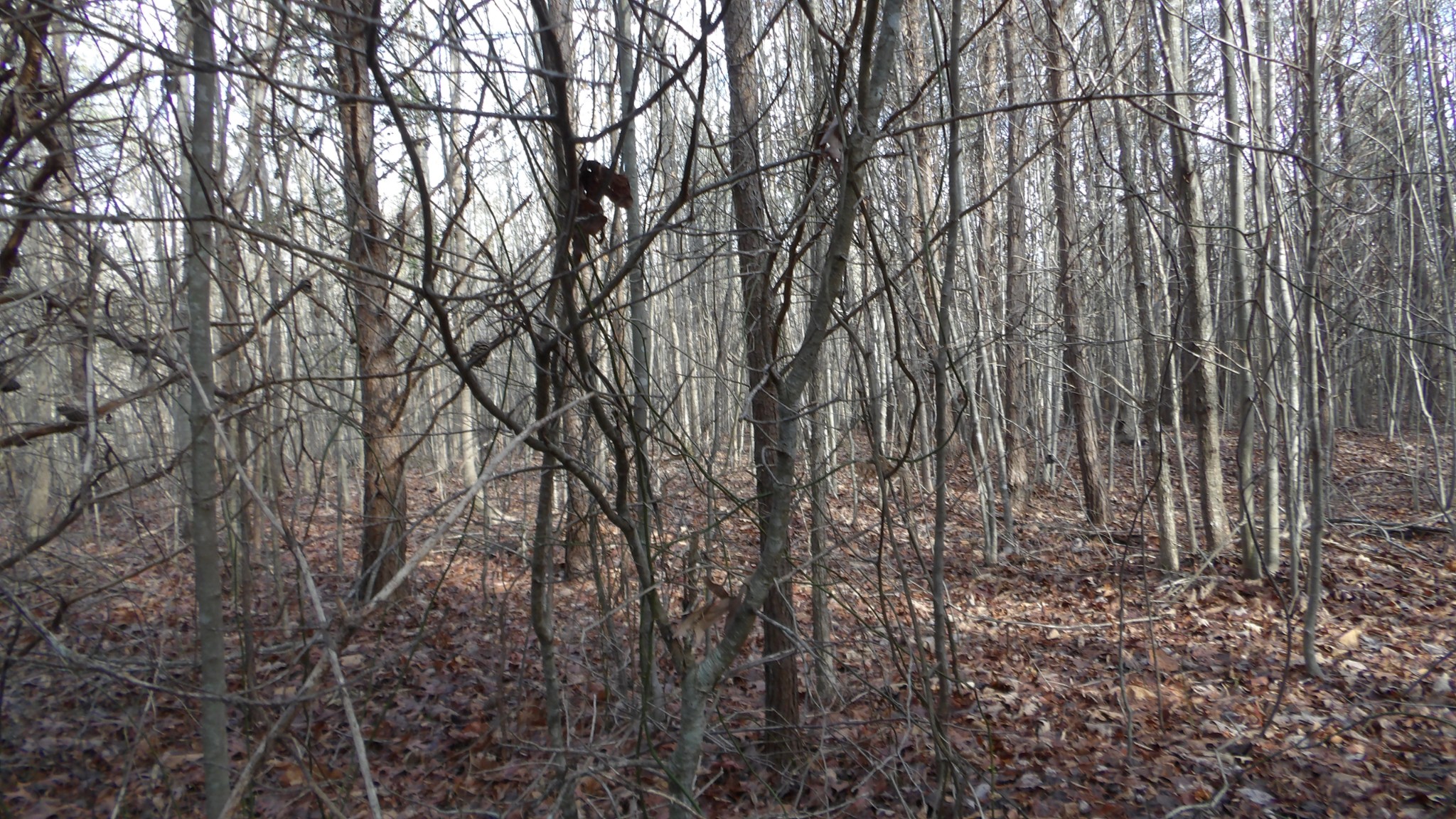 0 Meadow Lane Spencer TN 38585