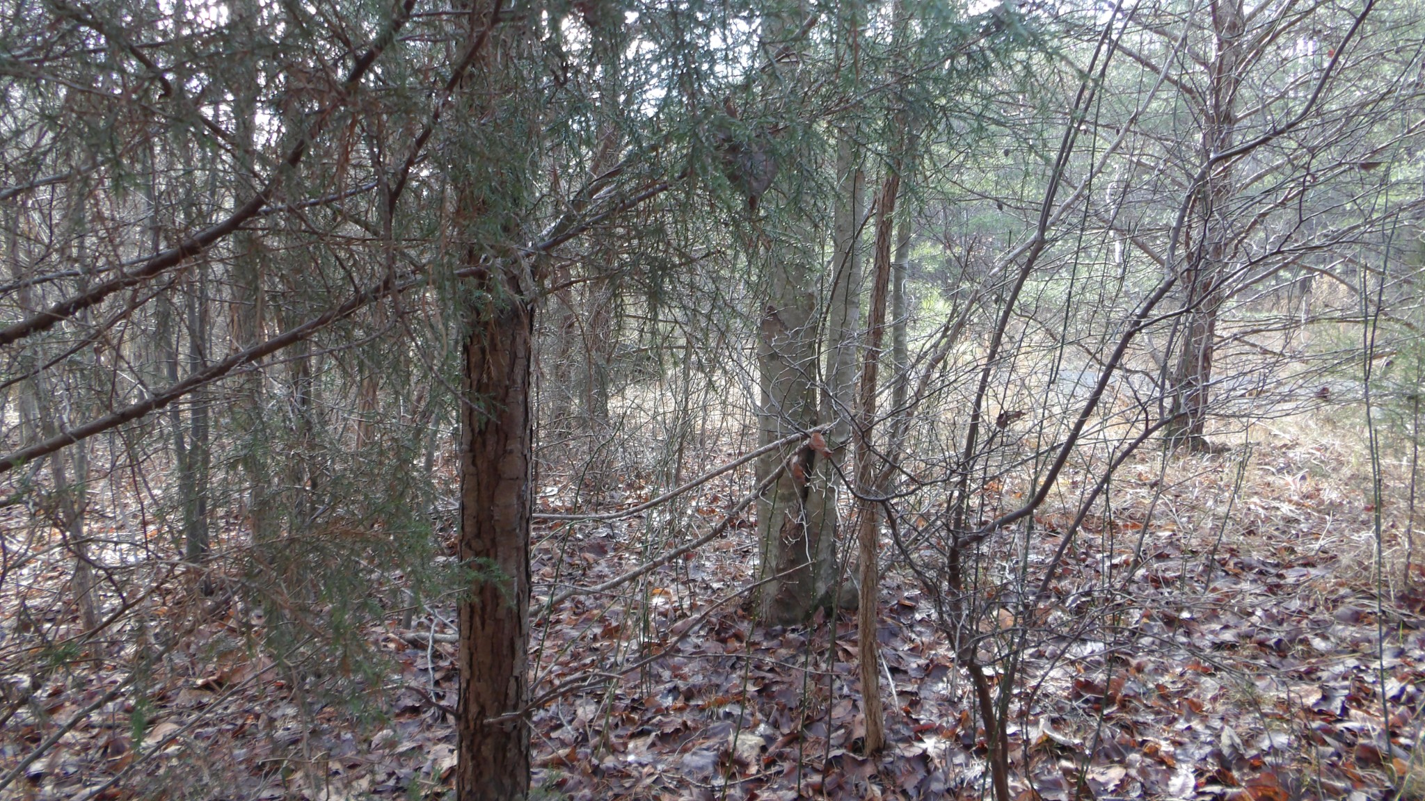 0 Meadow Lane Spencer TN 38585