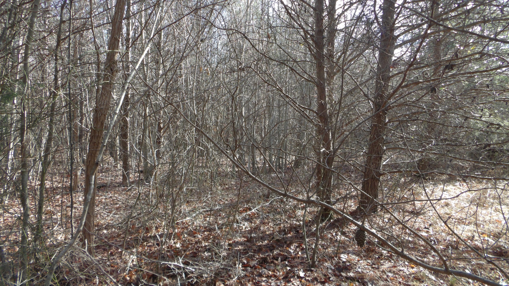 0 Meadow Lane Spencer TN 38585
