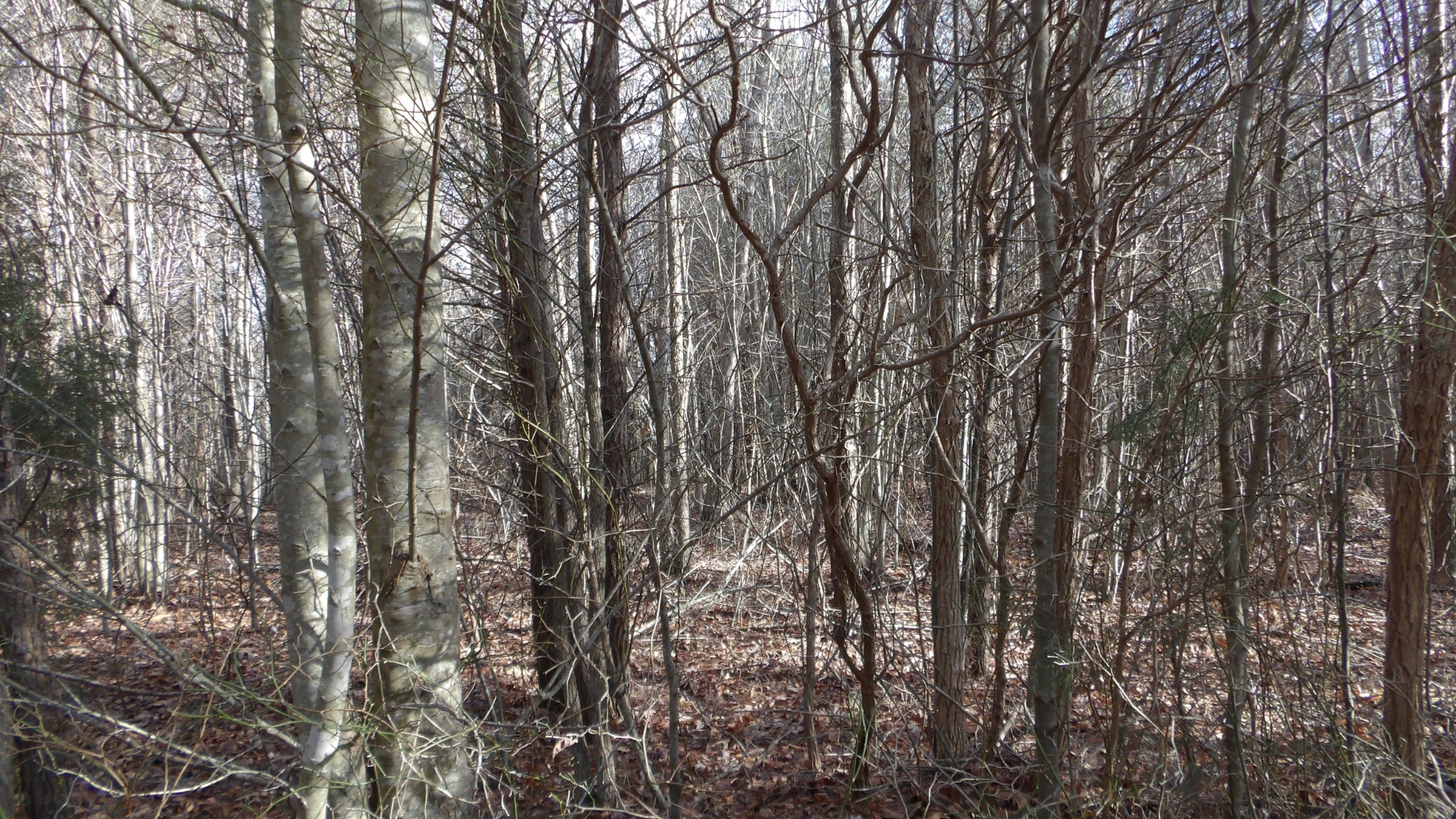0 Meadow Lane Spencer TN 38585