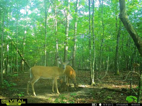 0 Summerfield Road Monteagle TN 37356