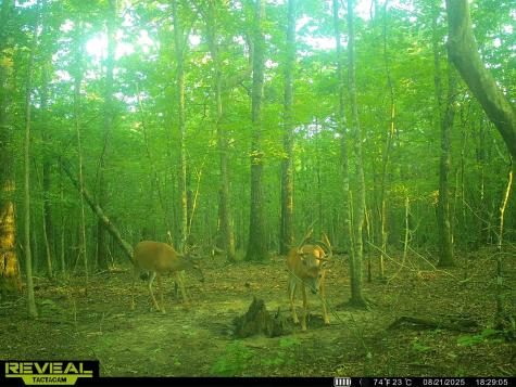 0 Summerfield Road Monteagle TN 37356