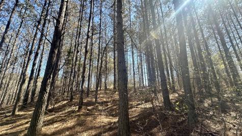 173 Center Ridge Drive Hohenwald TN 38462
