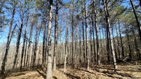 173 Center Ridge Drive Hohenwald TN 38462