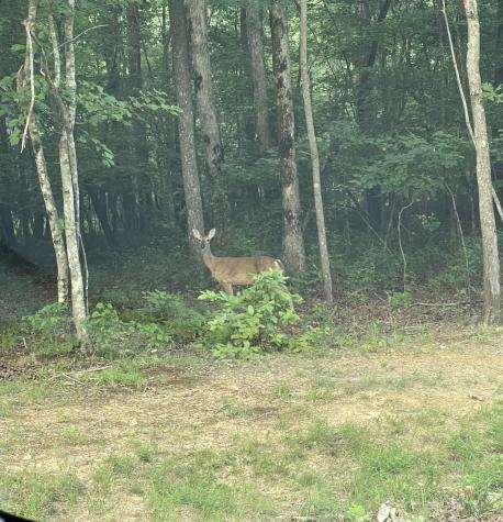 162 Lake Louisa Loop Monteagle TN 37356