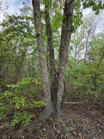 0 Red Bank Road Lobelville TN 37097