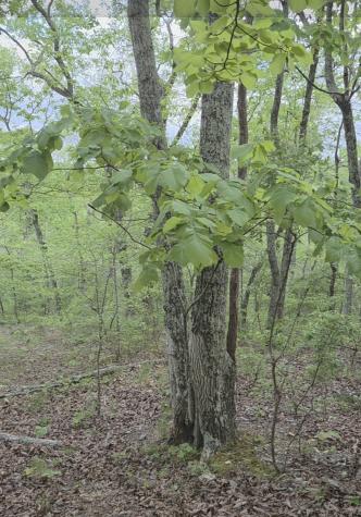 0 Red Bank Road Lobelville TN 37097