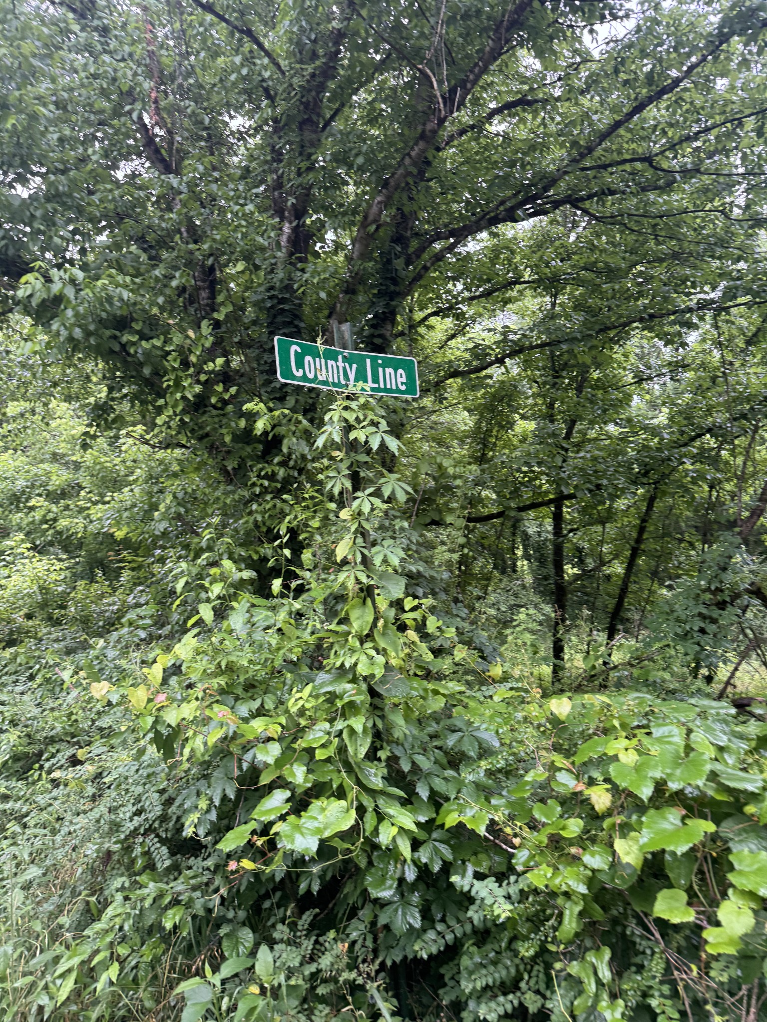 197 Blue Smith Road Cornersville TN 37047