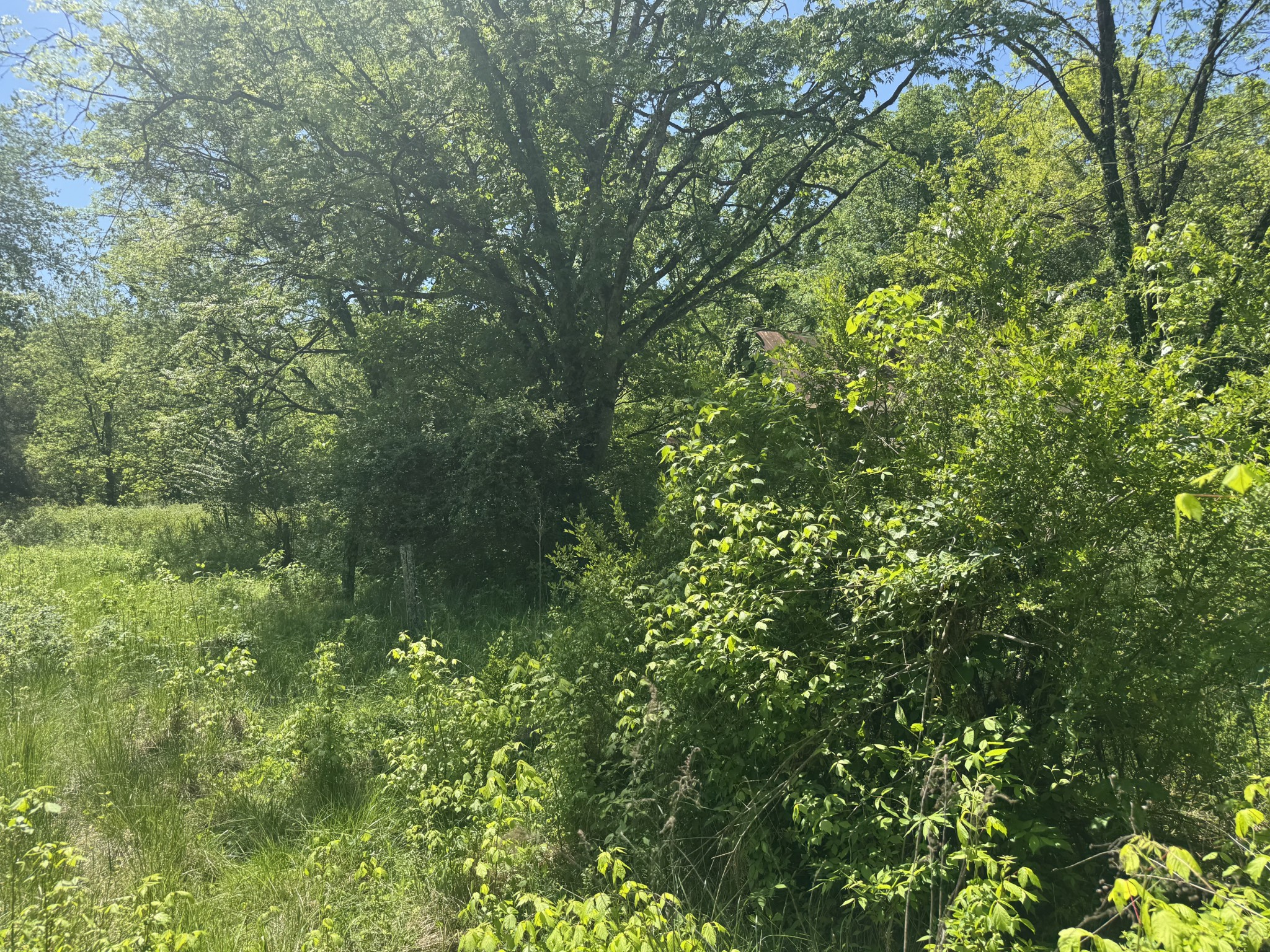 197 Blue Smith Road Cornersville TN 37047