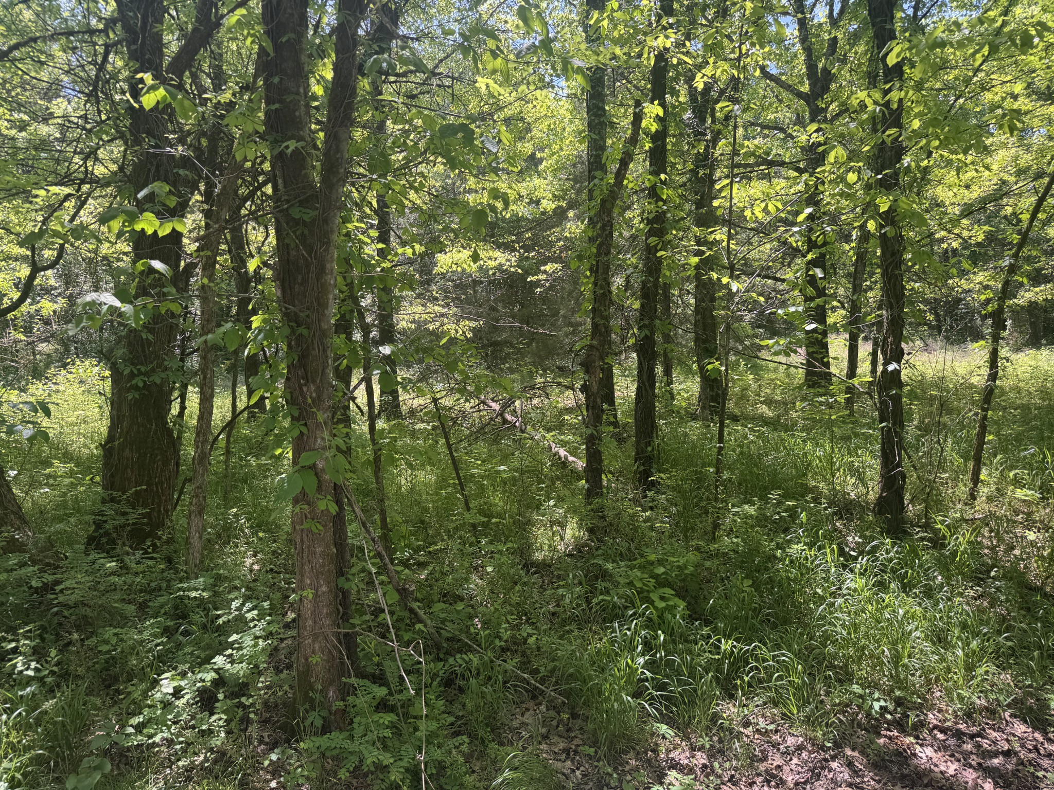 197 Blue Smith Road Cornersville TN 37047