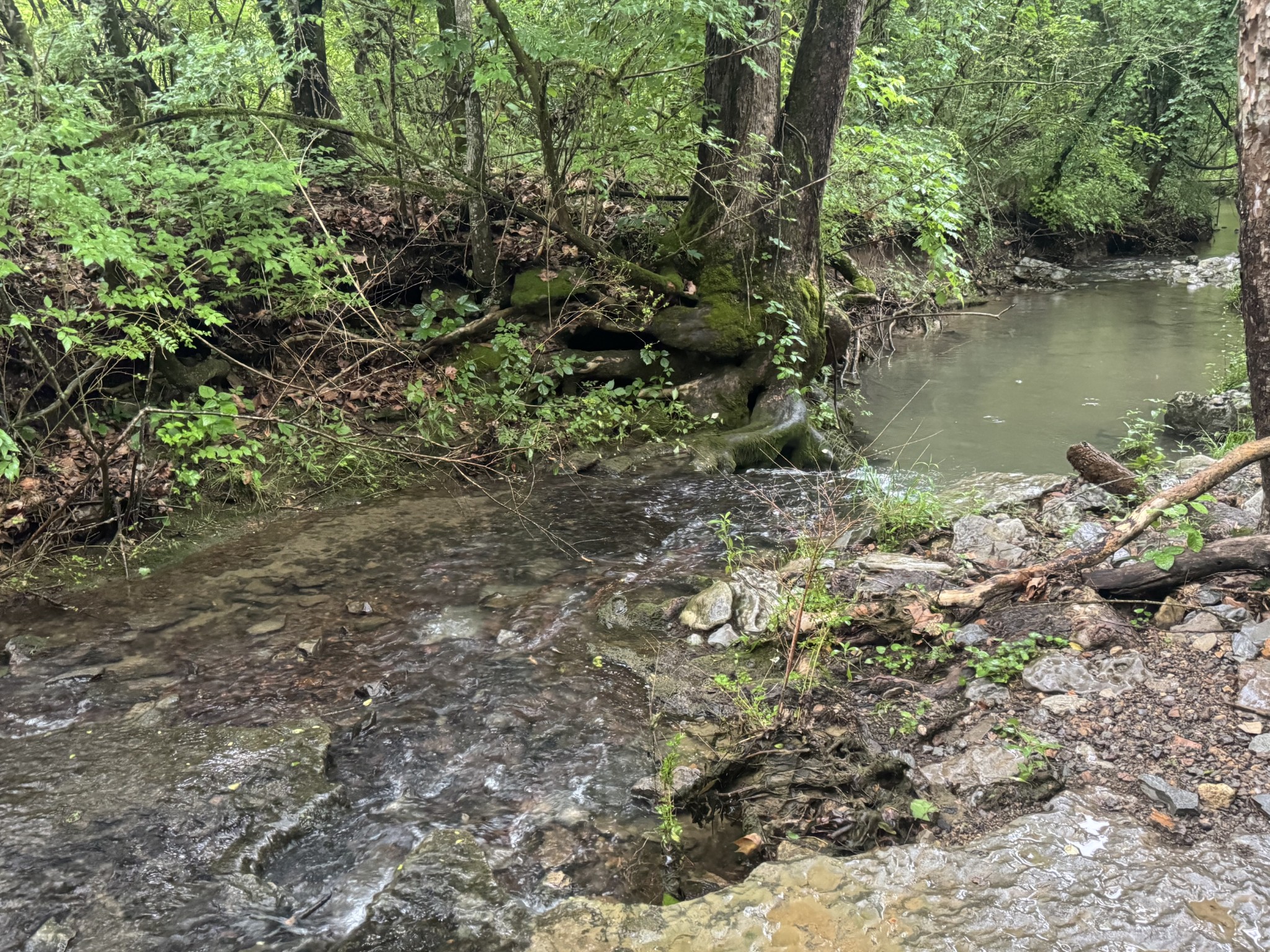 197 Blue Smith Road Cornersville TN 37047