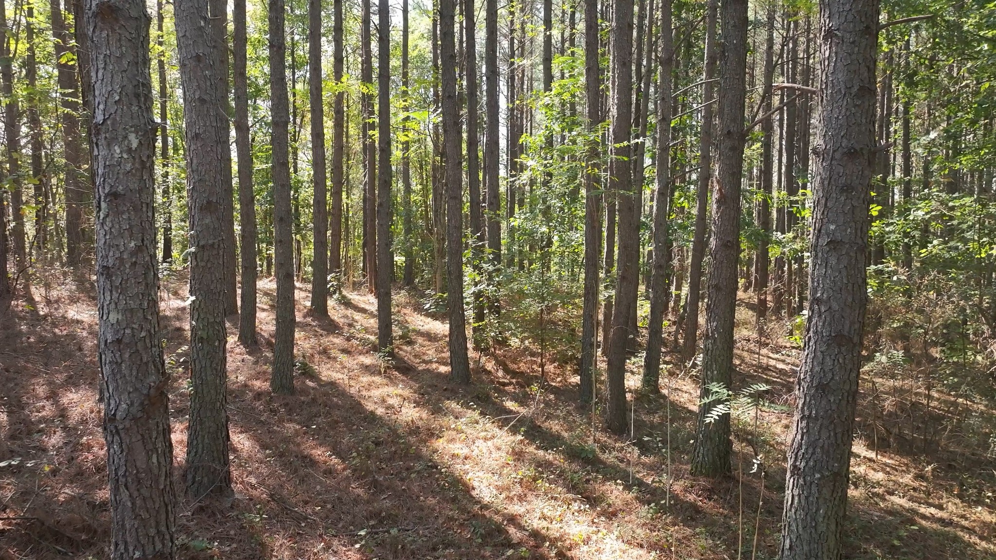 0 Bear Hollow Drive Waverly TN 37185