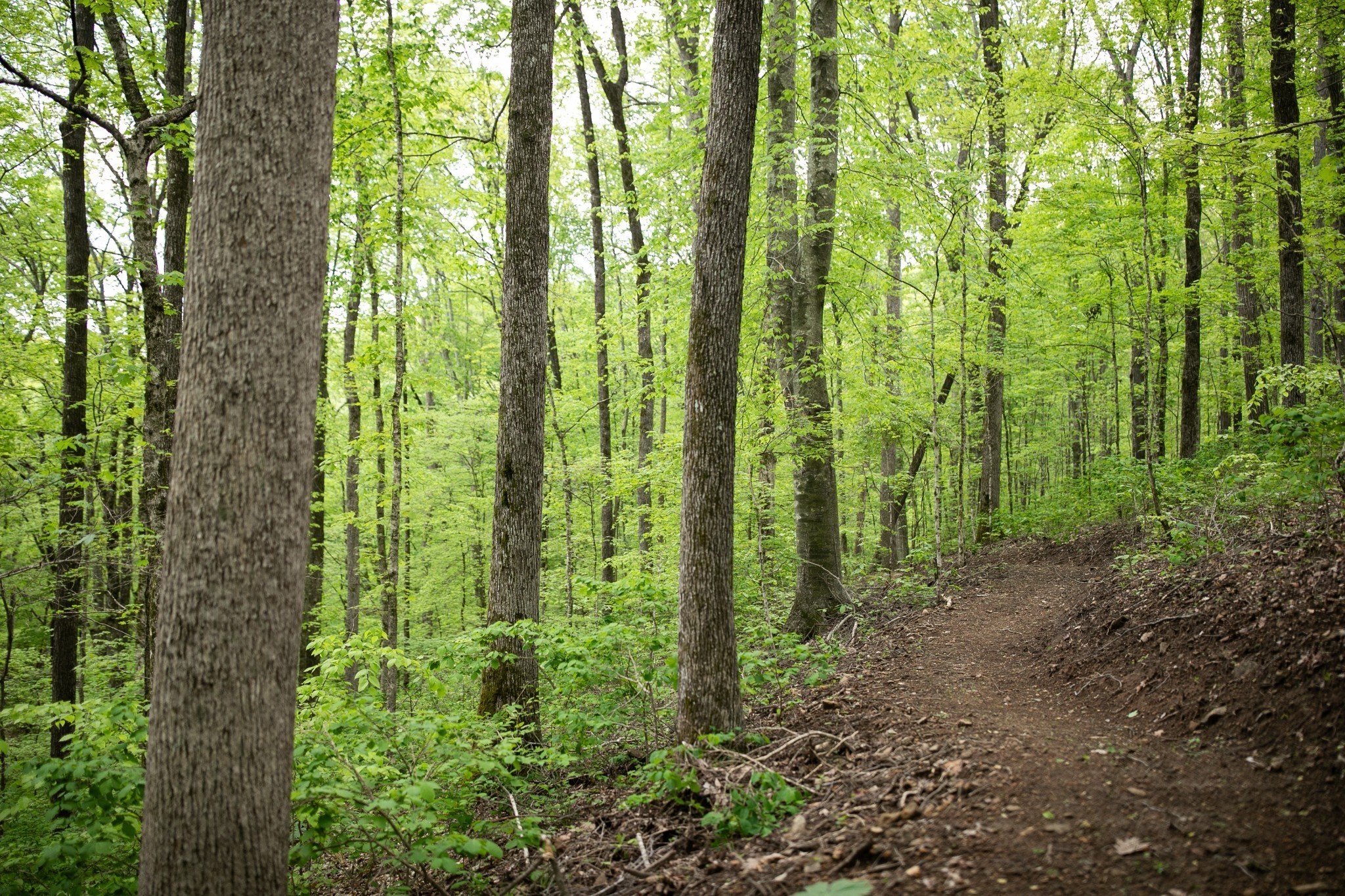 0 Pinewood Road Franklin TN 37064